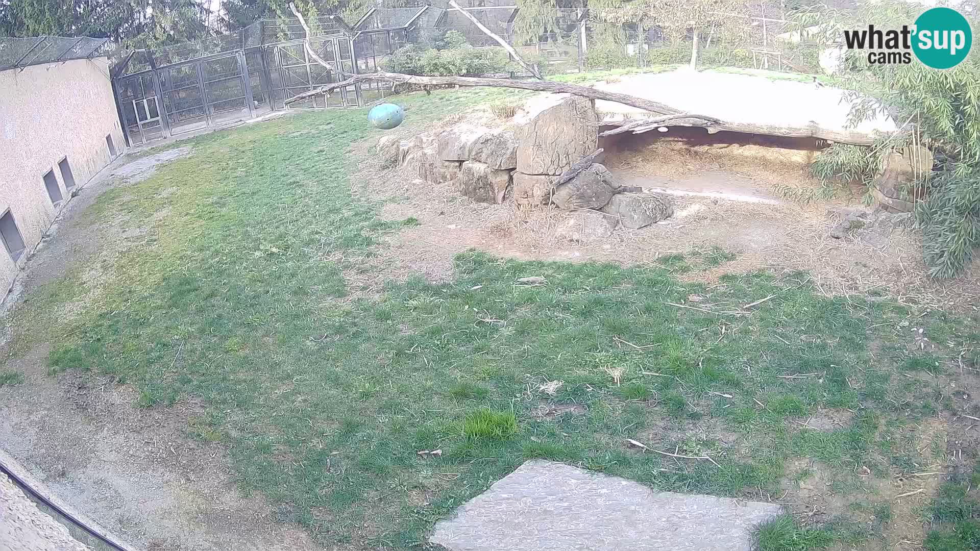 LION live Webcam in Ljubljana Zoo – Slovenia