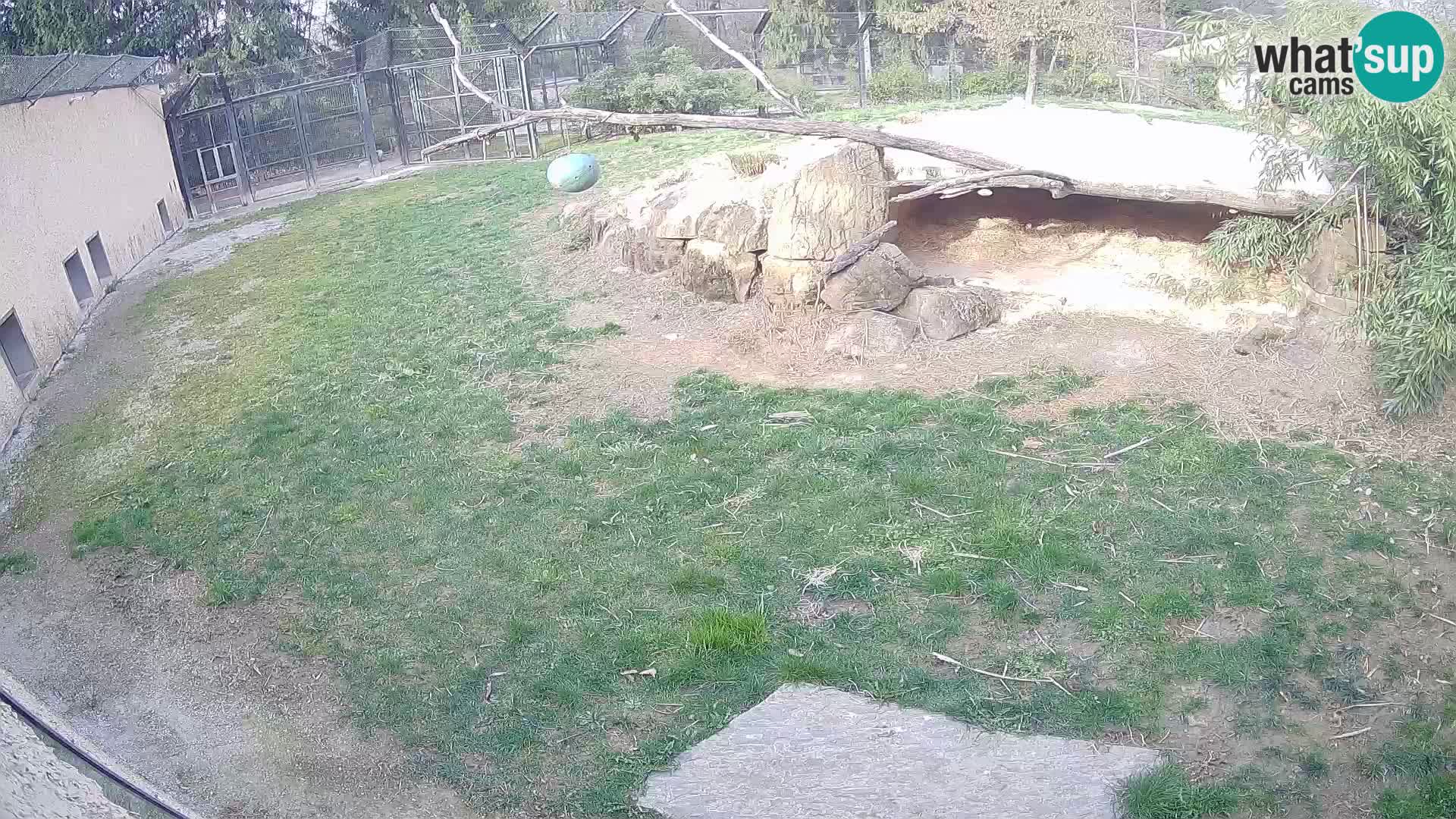 LION live Webcam in Ljubljana Zoo – Slovenia