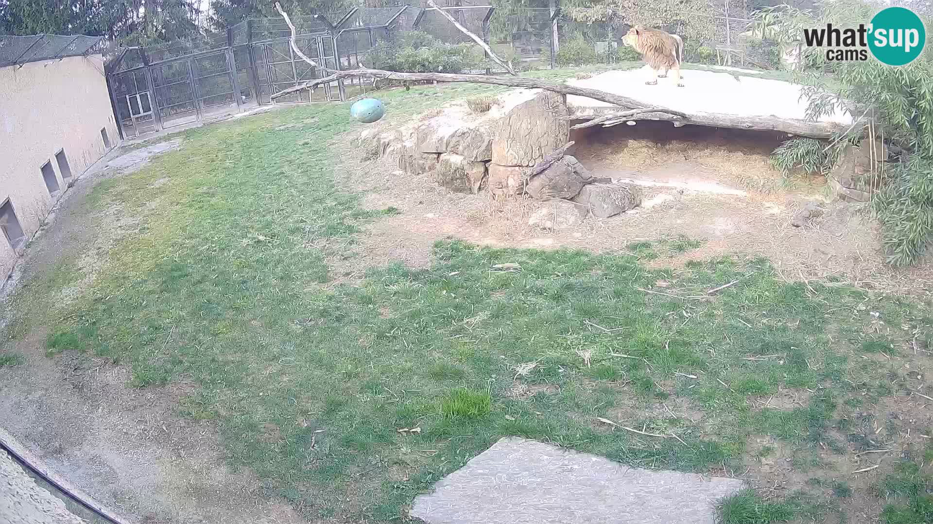 LION live Webcam in Ljubljana Zoo – Slovenia