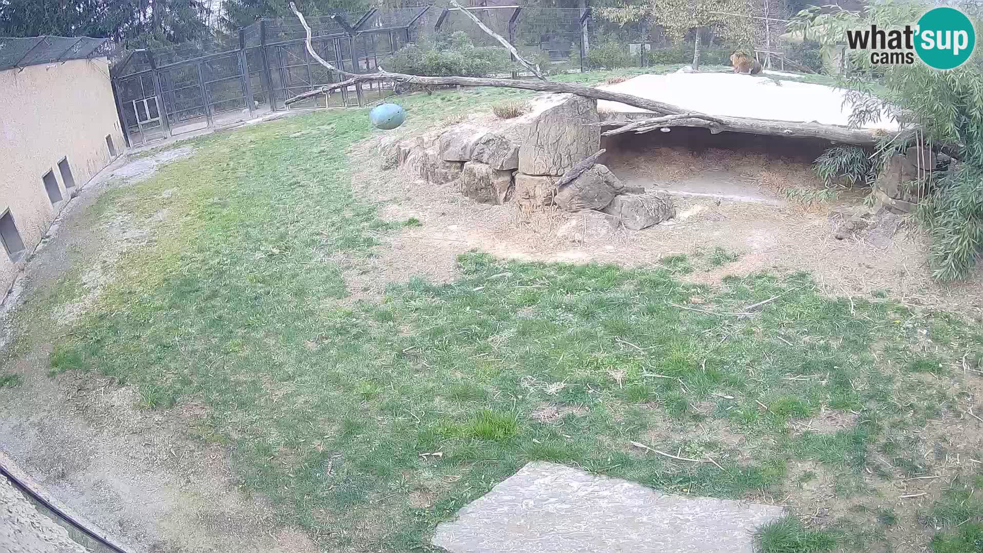 Löwe live Webcam im Zoo von Ljubljana – Slowenien