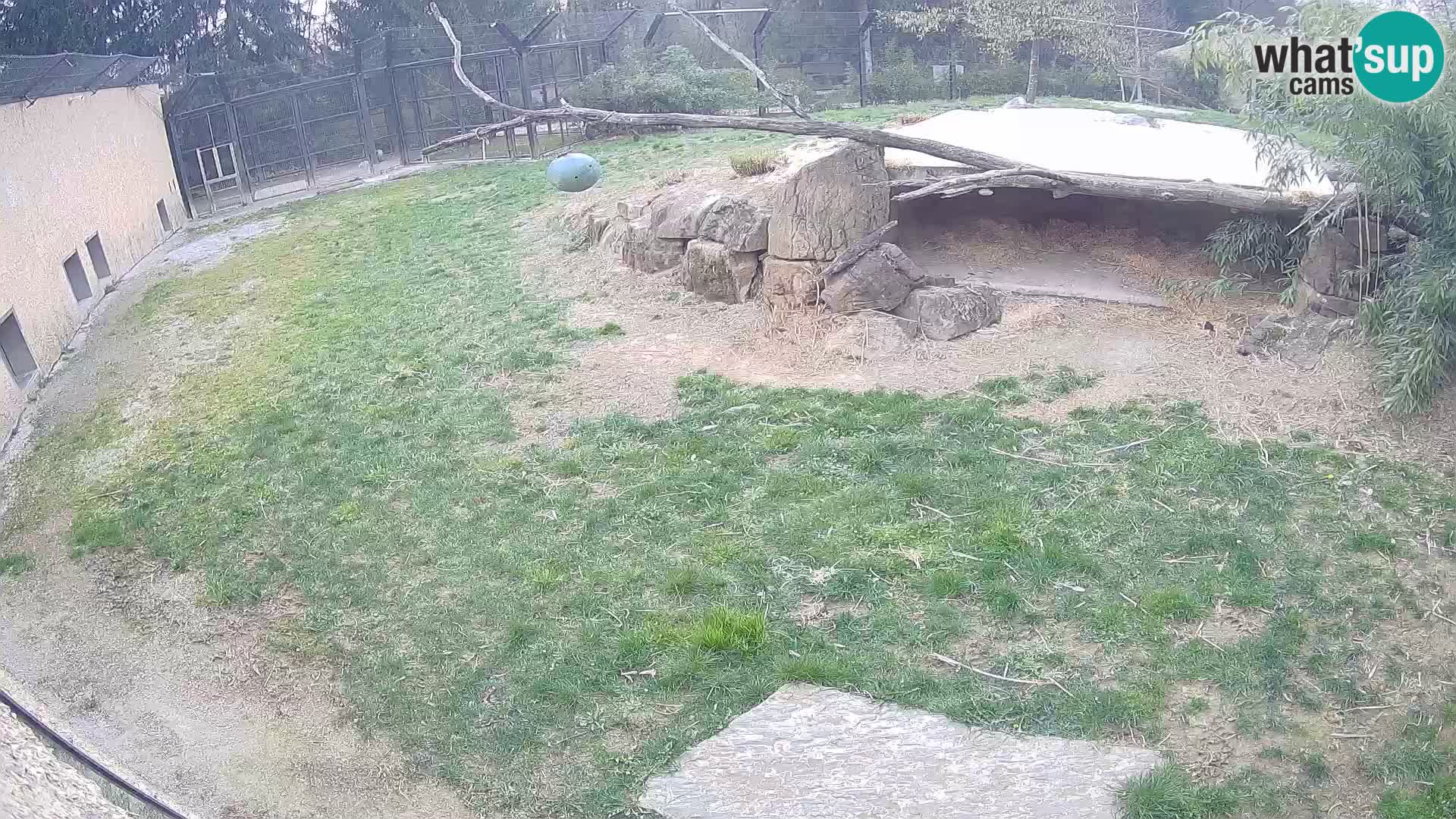 LION live Webcam in Ljubljana Zoo – Slovenia