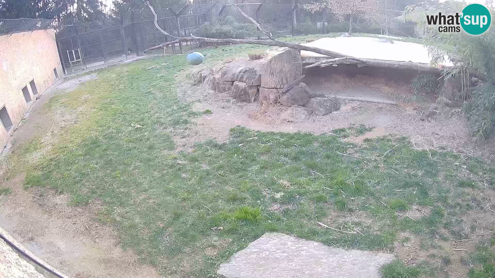 Löwe live Webcam im Zoo von Ljubljana – Slowenien