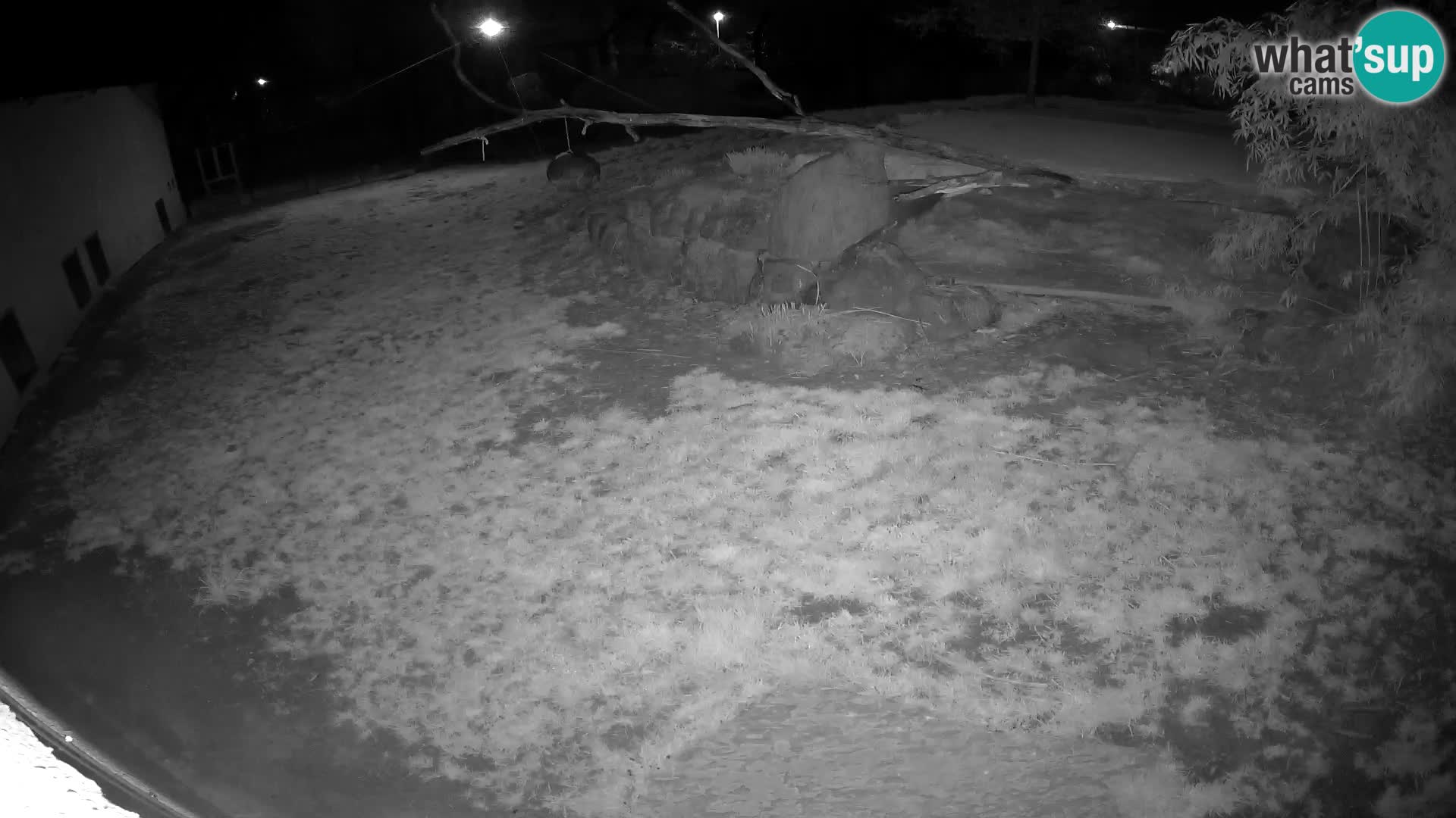 LION live Webcam in Ljubljana Zoo – Slovenia