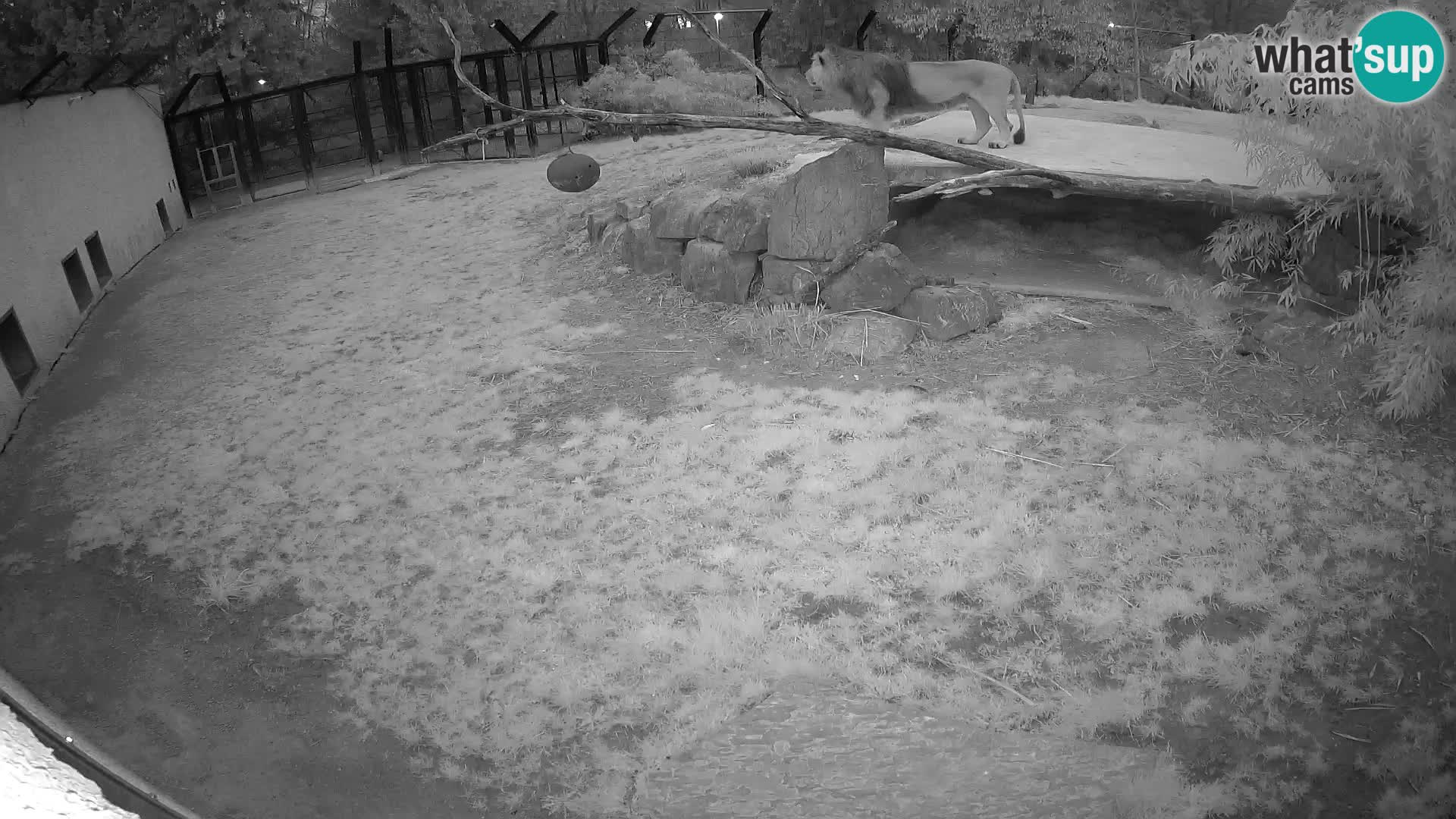 LION live Webcam in Ljubljana Zoo – Slovenia