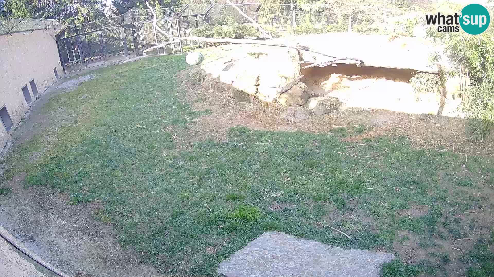 Löwe live Webcam im Zoo von Ljubljana – Slowenien