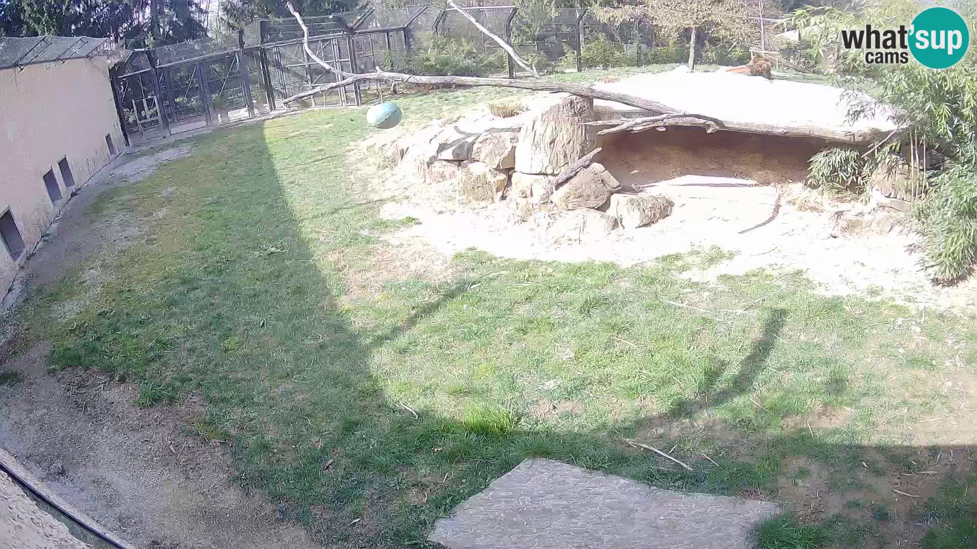 Löwe live Webcam im Zoo von Ljubljana – Slowenien