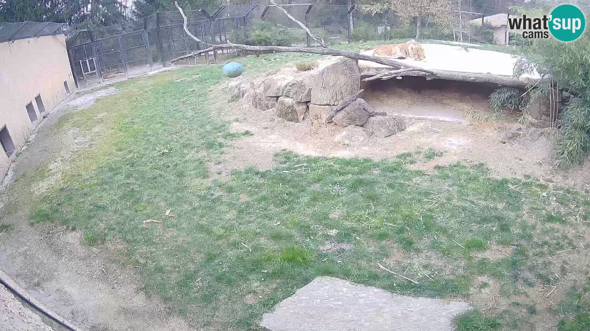 LEONE live Webcam nello zoo di Lubiana – Slovenia