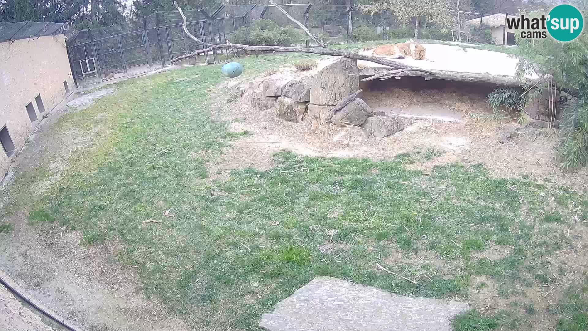 Löwe live Webcam im Zoo von Ljubljana – Slowenien