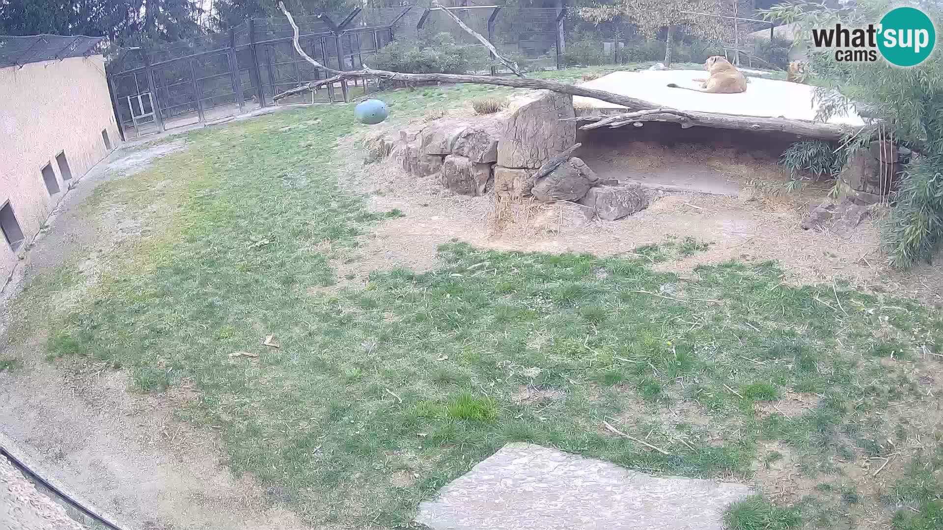 LEONE live Webcam nello zoo di Lubiana – Slovenia