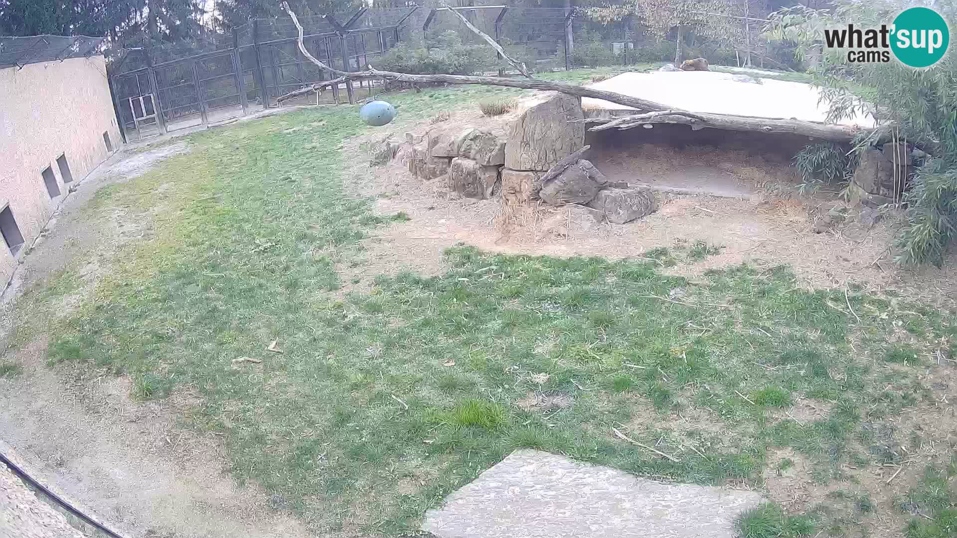 Löwe live Webcam im Zoo von Ljubljana – Slowenien