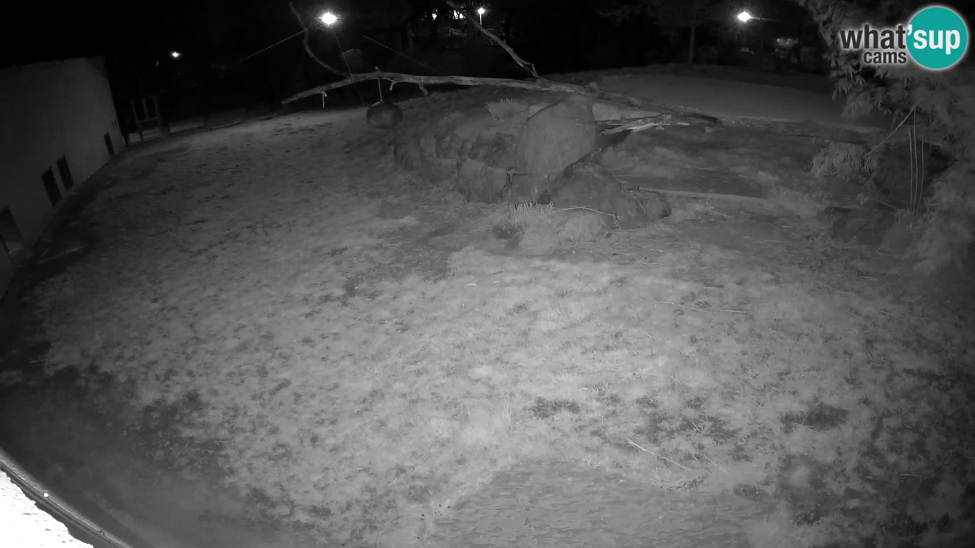 LION live Webcam in Ljubljana Zoo – Slovenia