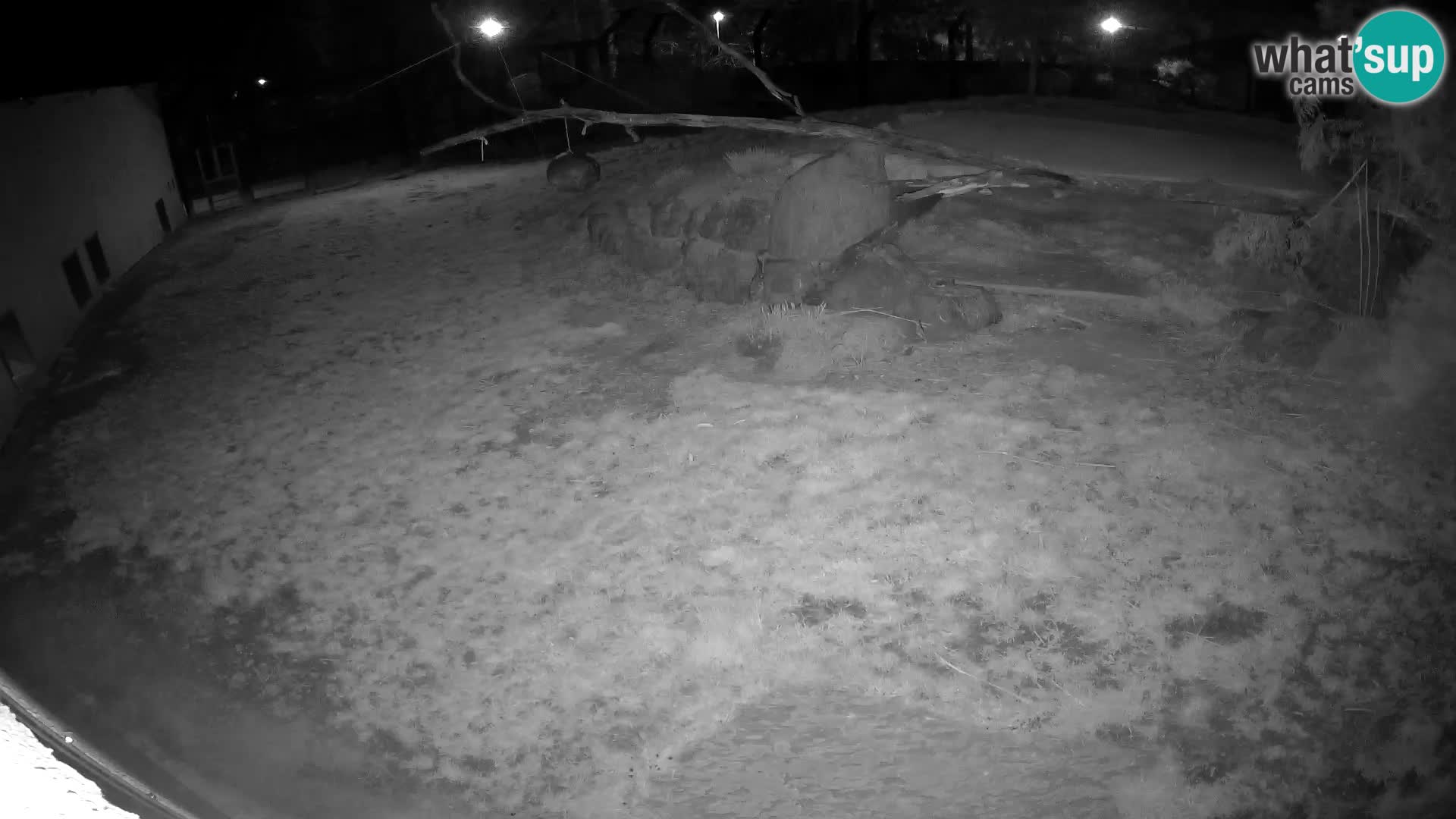 LION live Webcam in Ljubljana Zoo – Slovenia