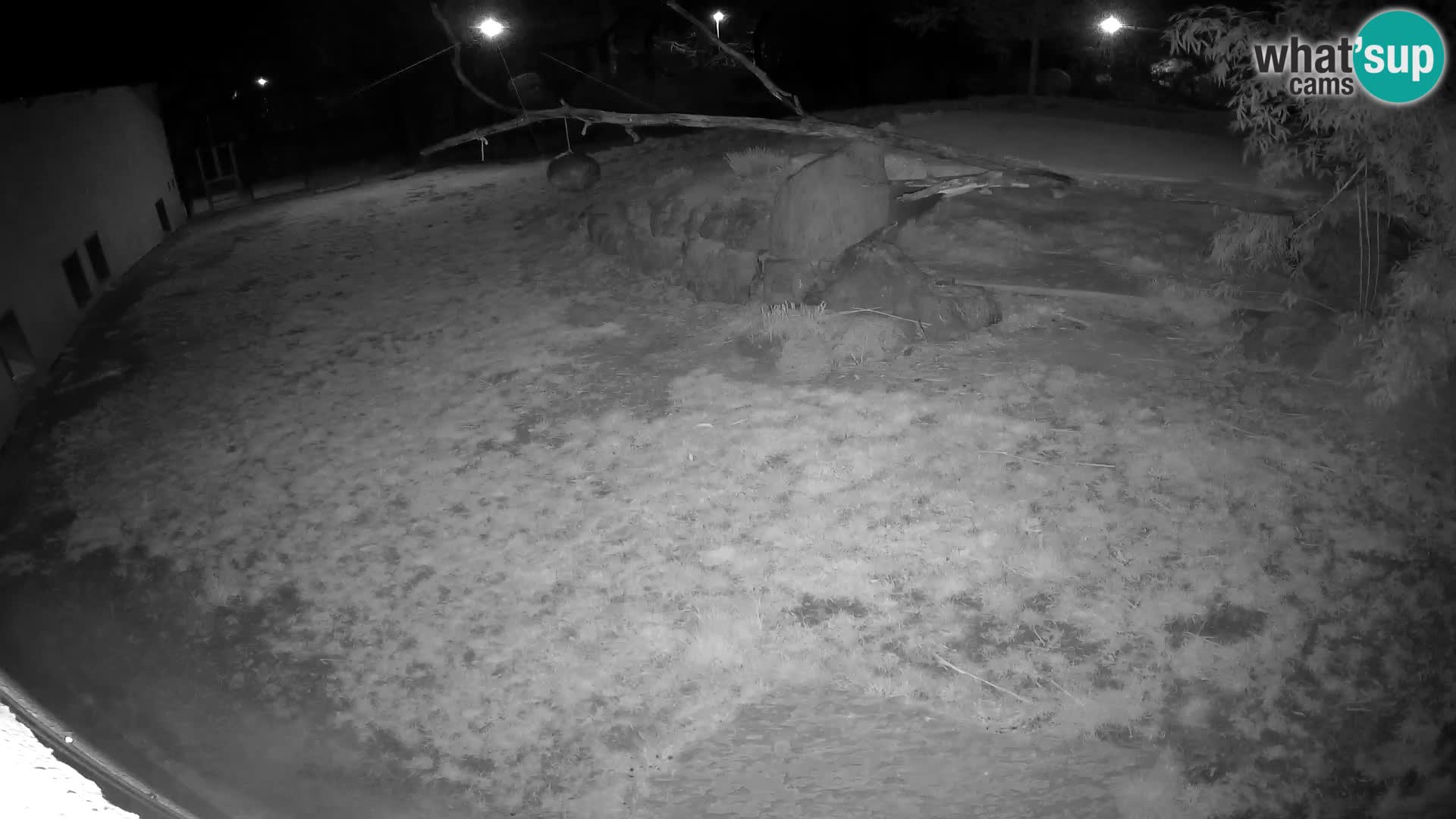 LION webcam en direct du zoo de Ljubljana – Slovénie