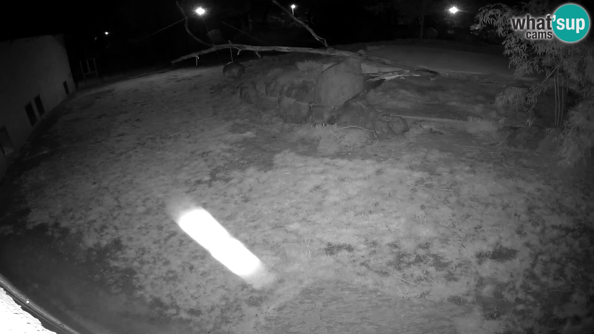 LEONE live Webcam nello zoo di Lubiana – Slovenia