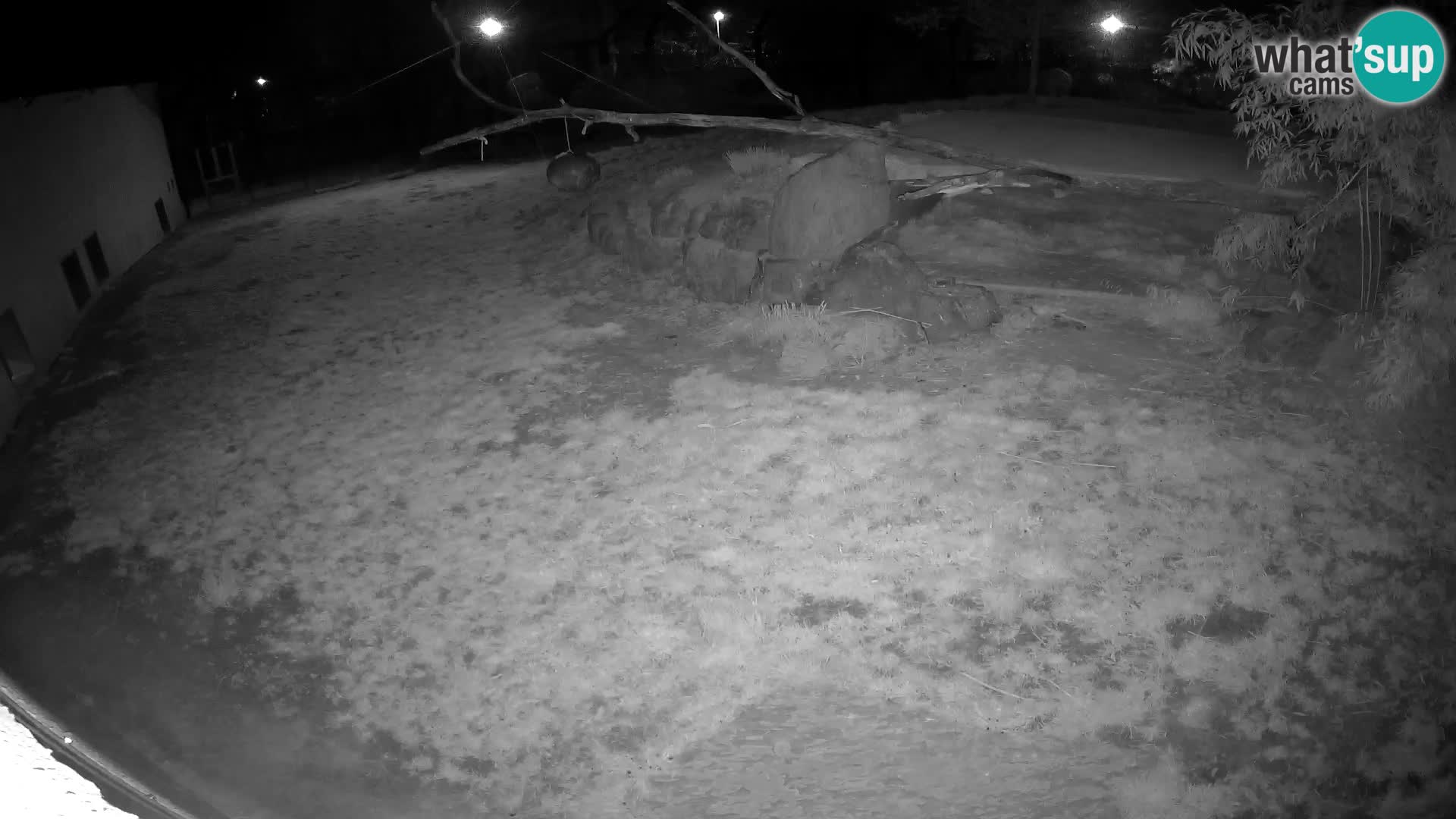 LEONE live Webcam nello zoo di Lubiana – Slovenia