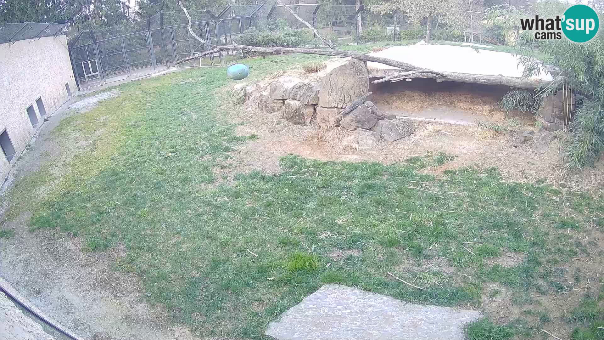 Löwe live Webcam im Zoo von Ljubljana – Slowenien