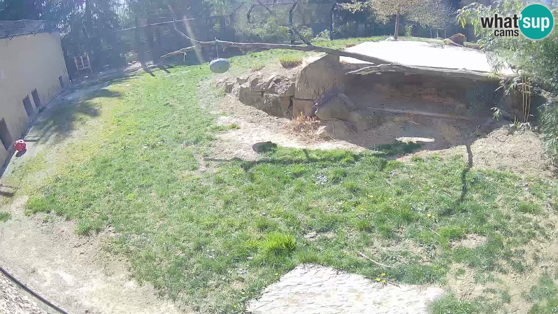 Lavovi web kamera uživo u ljubljanskom zoološkom vrtu – Slovenija