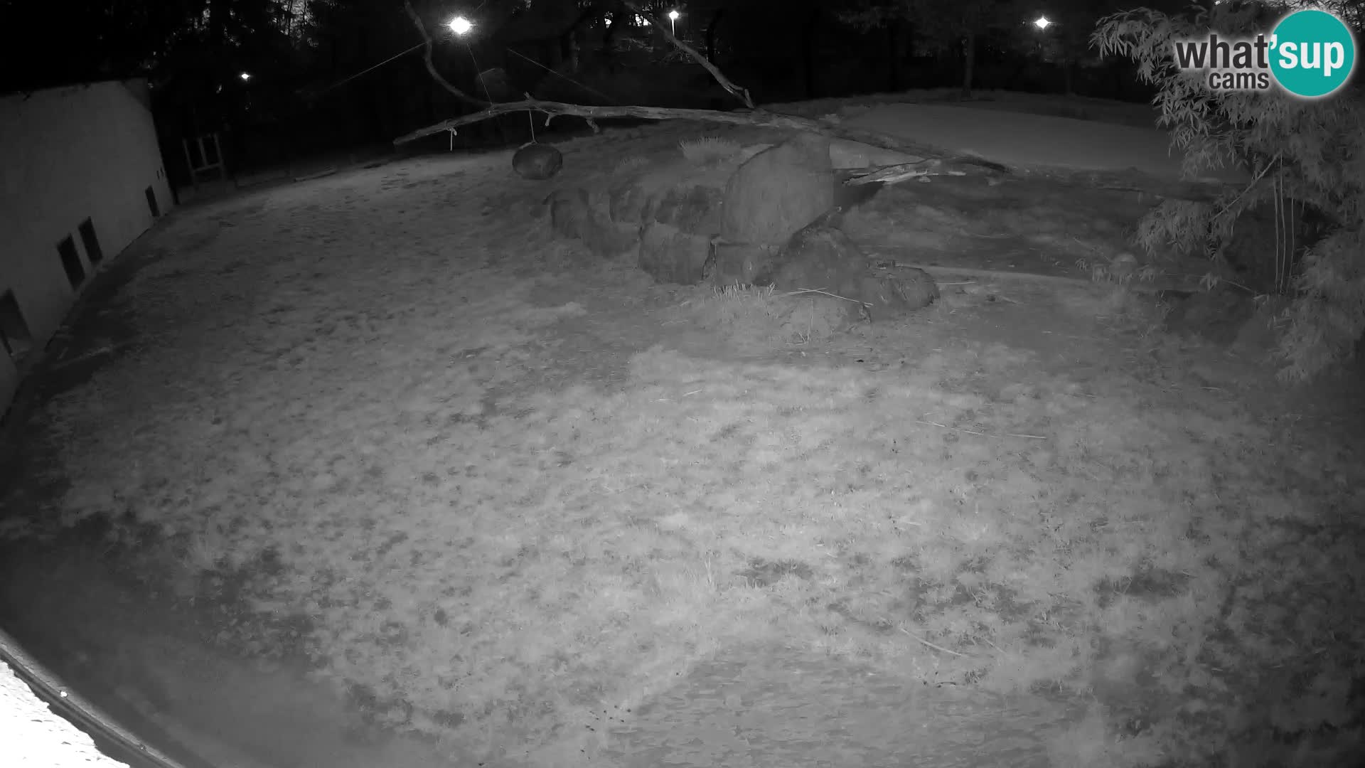 Lavovi web kamera uživo u ljubljanskom zoološkom vrtu – Slovenija