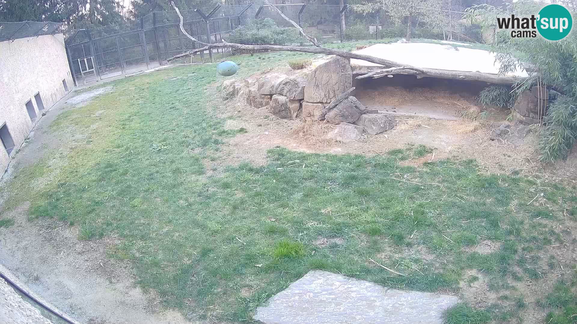 LION live Webcam in Ljubljana Zoo – Slovenia
