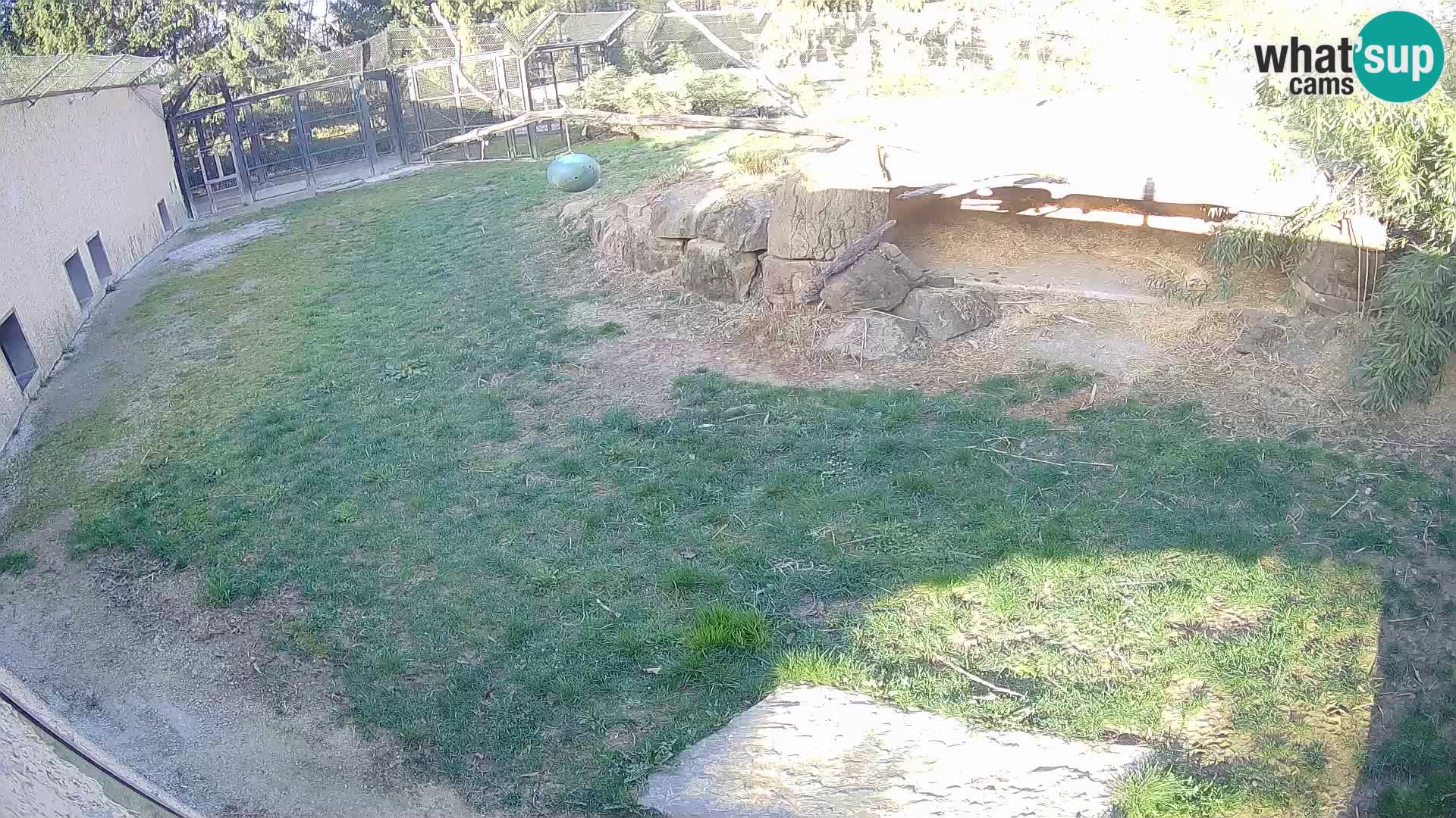 LEON Webcam en vivo en Ljubljana Zoo – Eslovenia