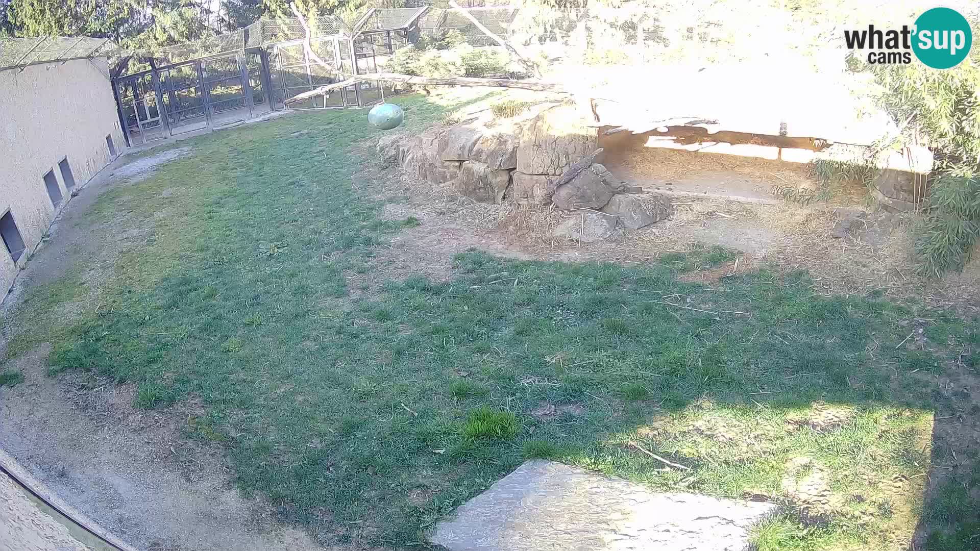 LION webcam en direct du zoo de Ljubljana – Slovénie