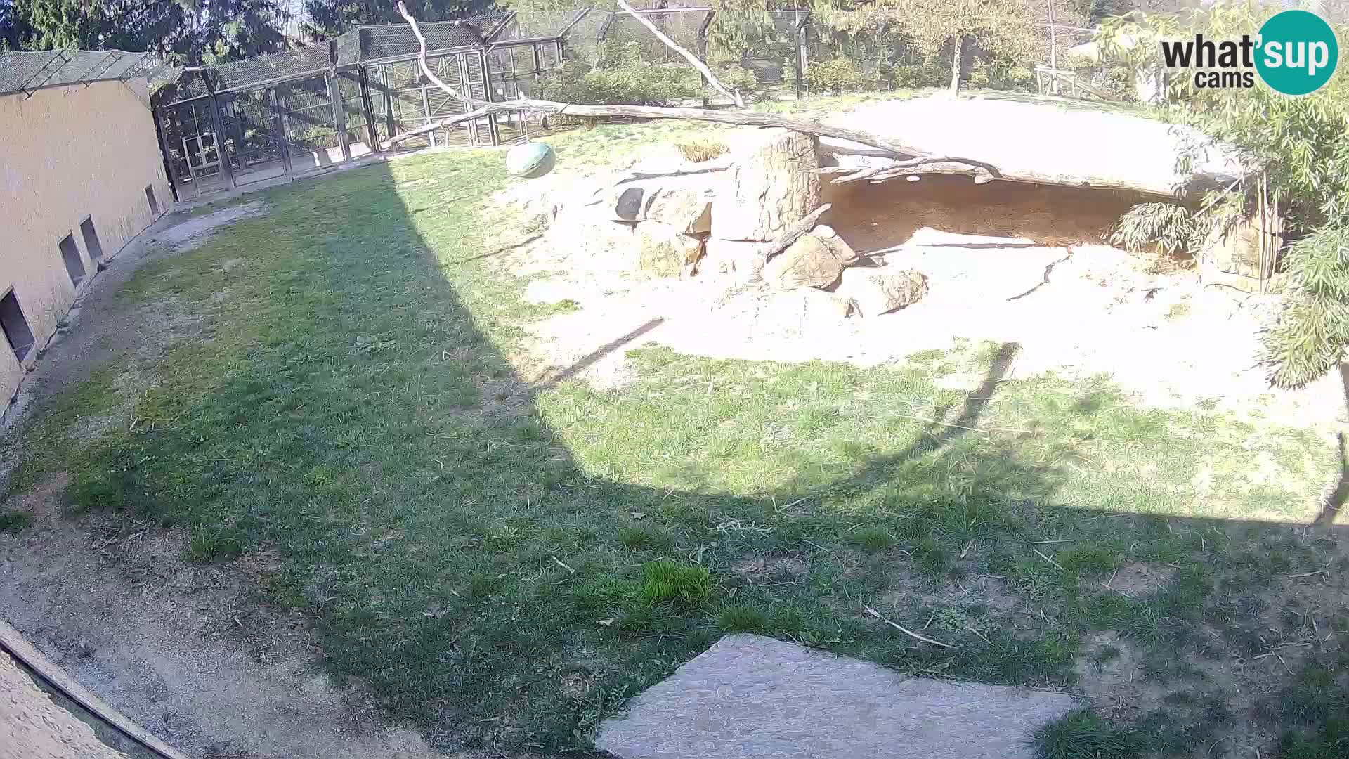 Lavovi web kamera uživo u ljubljanskom zoološkom vrtu – Slovenija