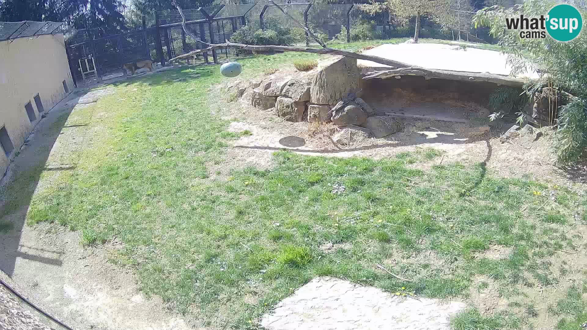 Löwe live Webcam im Zoo von Ljubljana – Slowenien