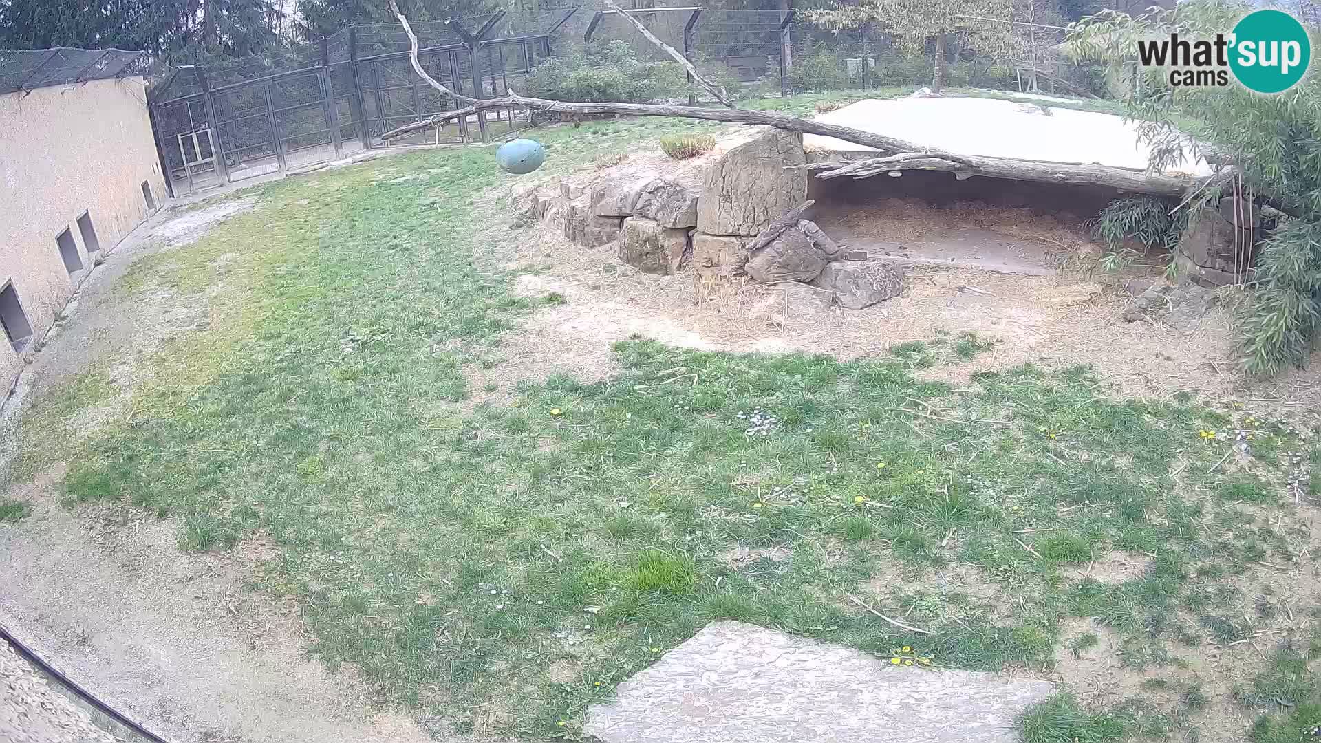 LEVI spletna kamera v živalskem vrtu Ljubljana Zoo