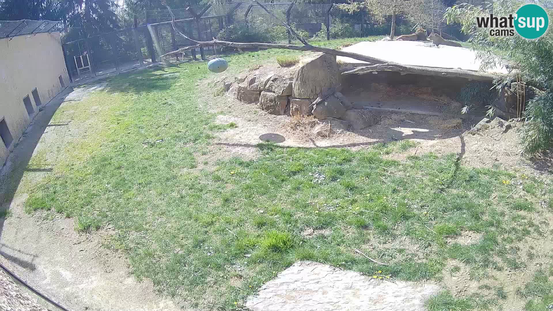 LEONE live Webcam nello zoo di Lubiana – Slovenia