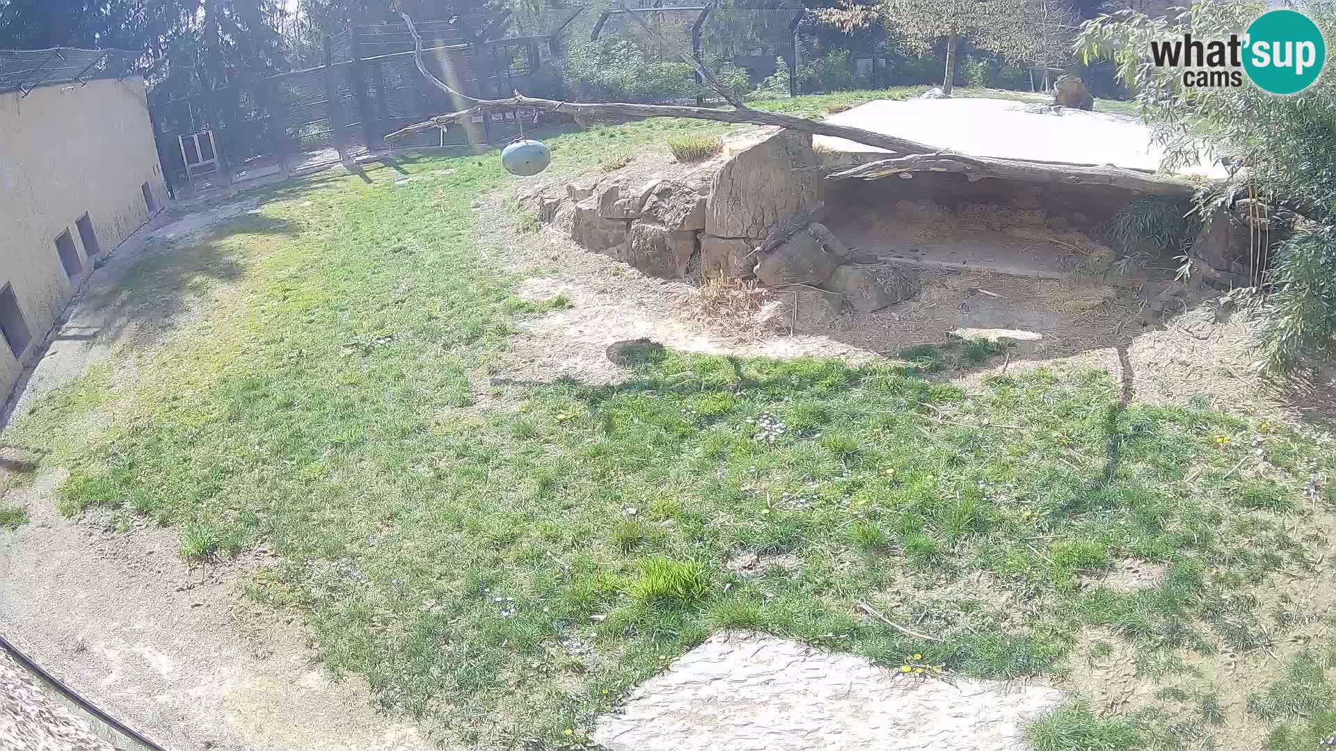 LEVI spletna kamera v živalskem vrtu Ljubljana Zoo