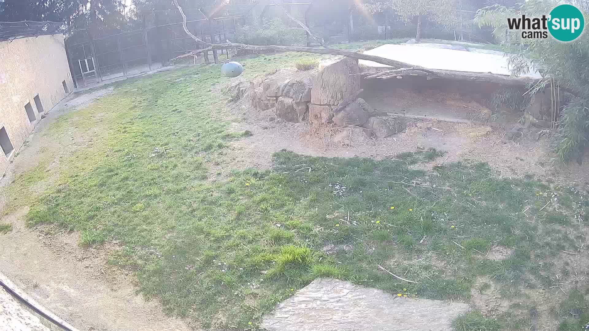 LION webcam en direct du zoo de Ljubljana – Slovénie