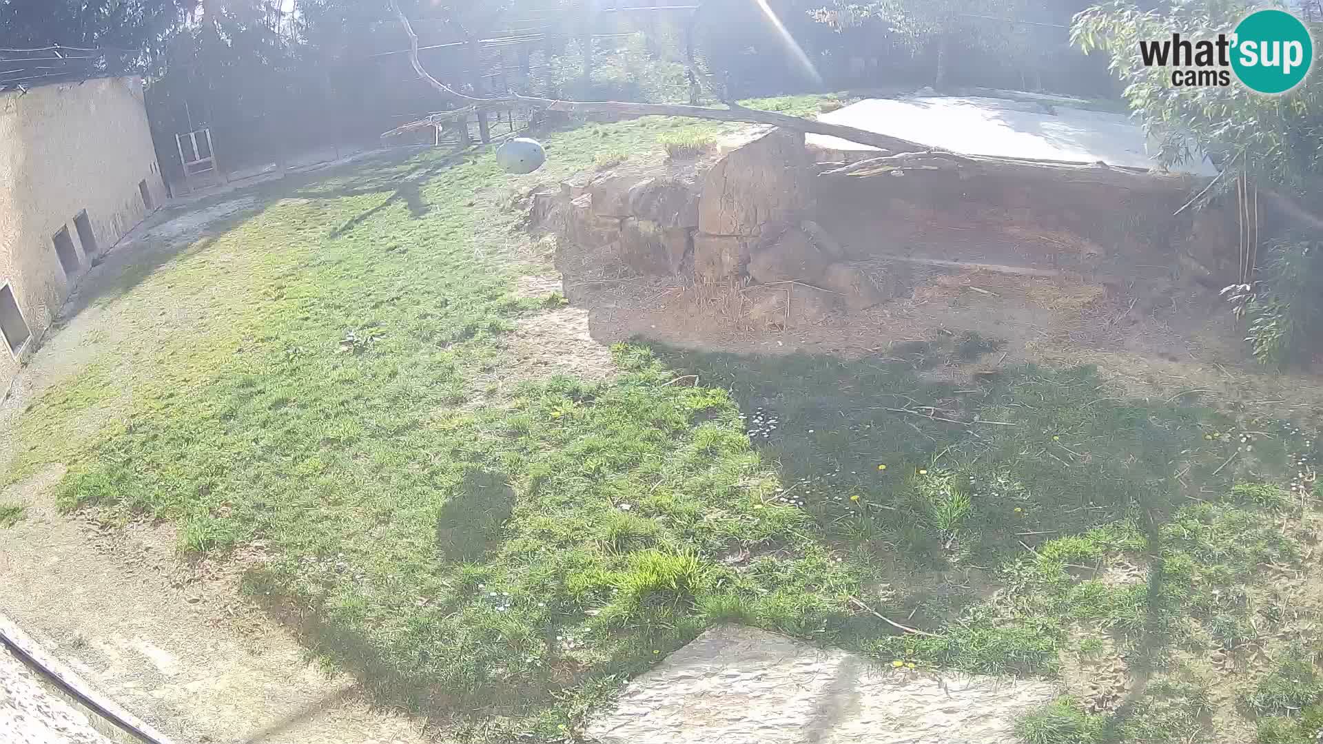 LION webcam en direct du zoo de Ljubljana – Slovénie