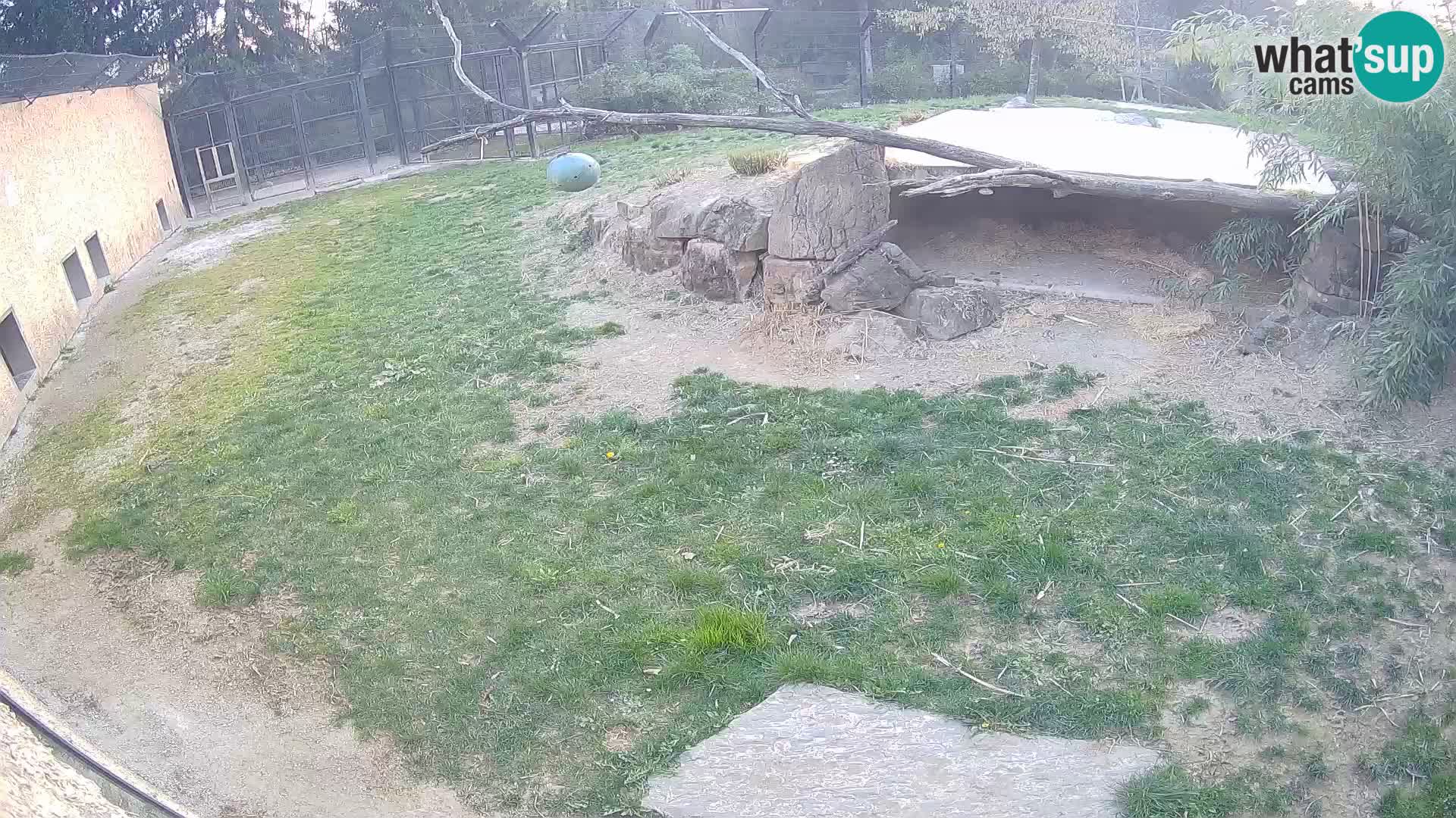LEONE live Webcam nello zoo di Lubiana – Slovenia