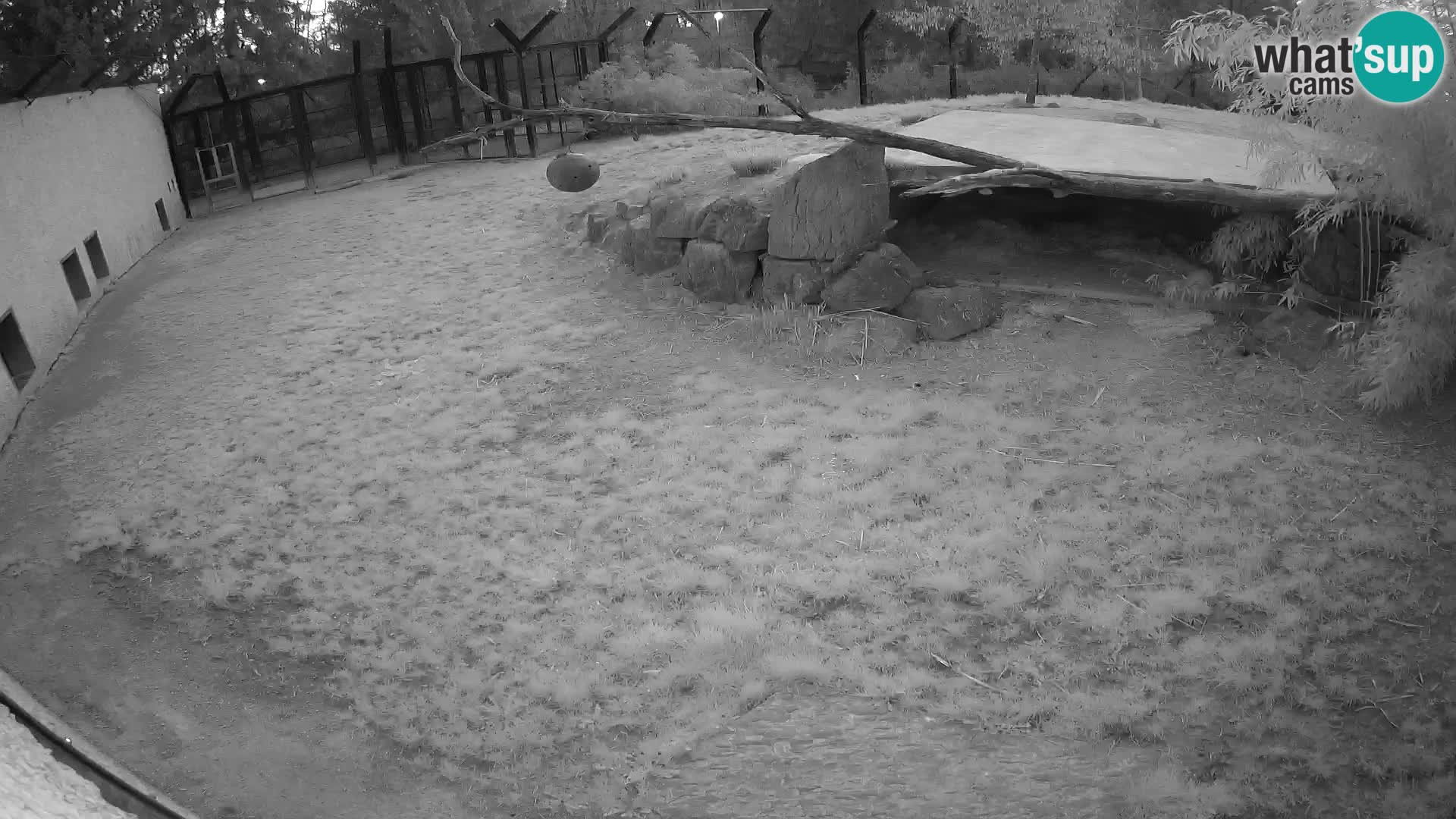 LION webcam en direct du zoo de Ljubljana – Slovénie