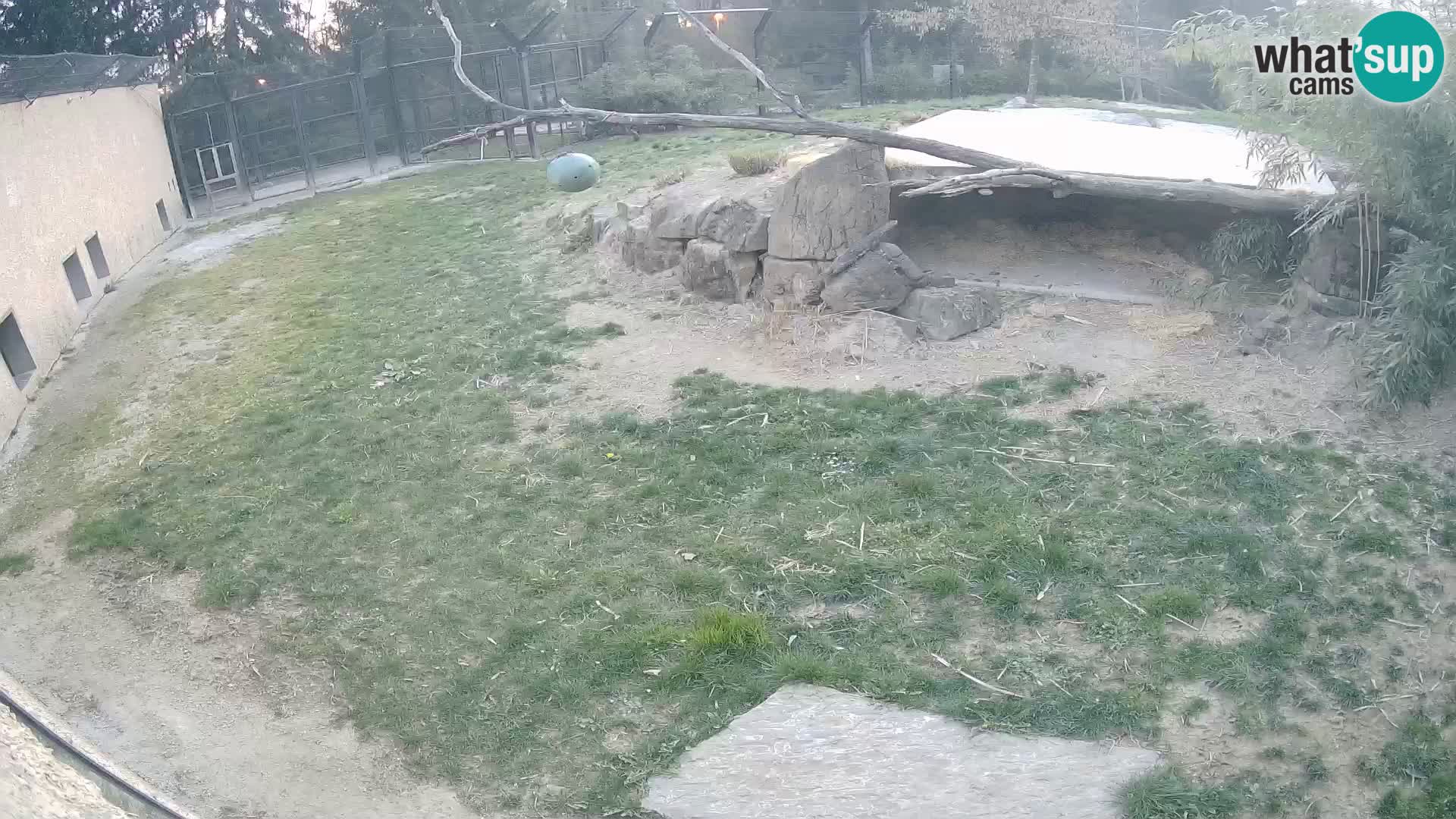 LION webcam en direct du zoo de Ljubljana – Slovénie