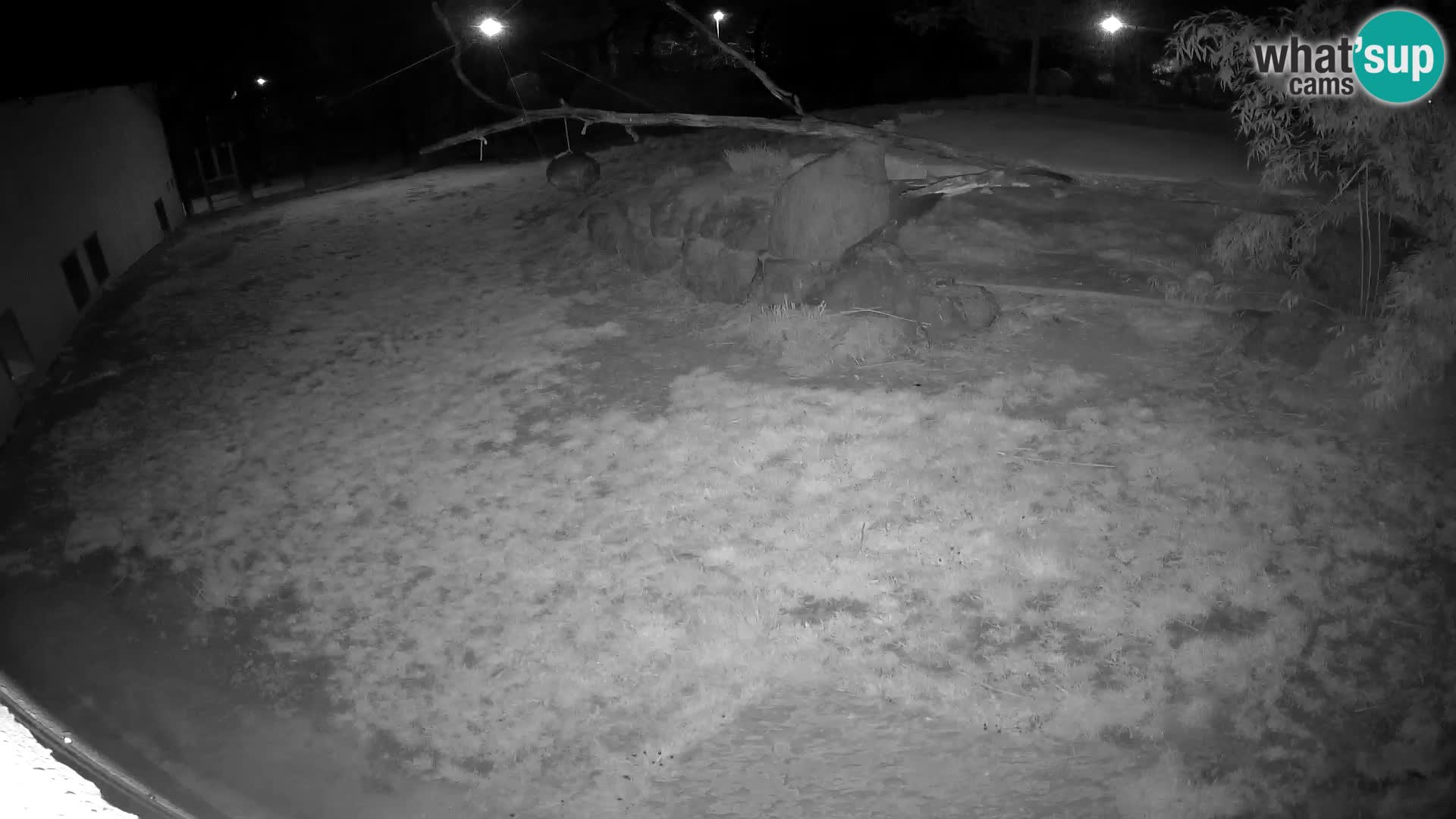 LION webcam en direct du zoo de Ljubljana – Slovénie