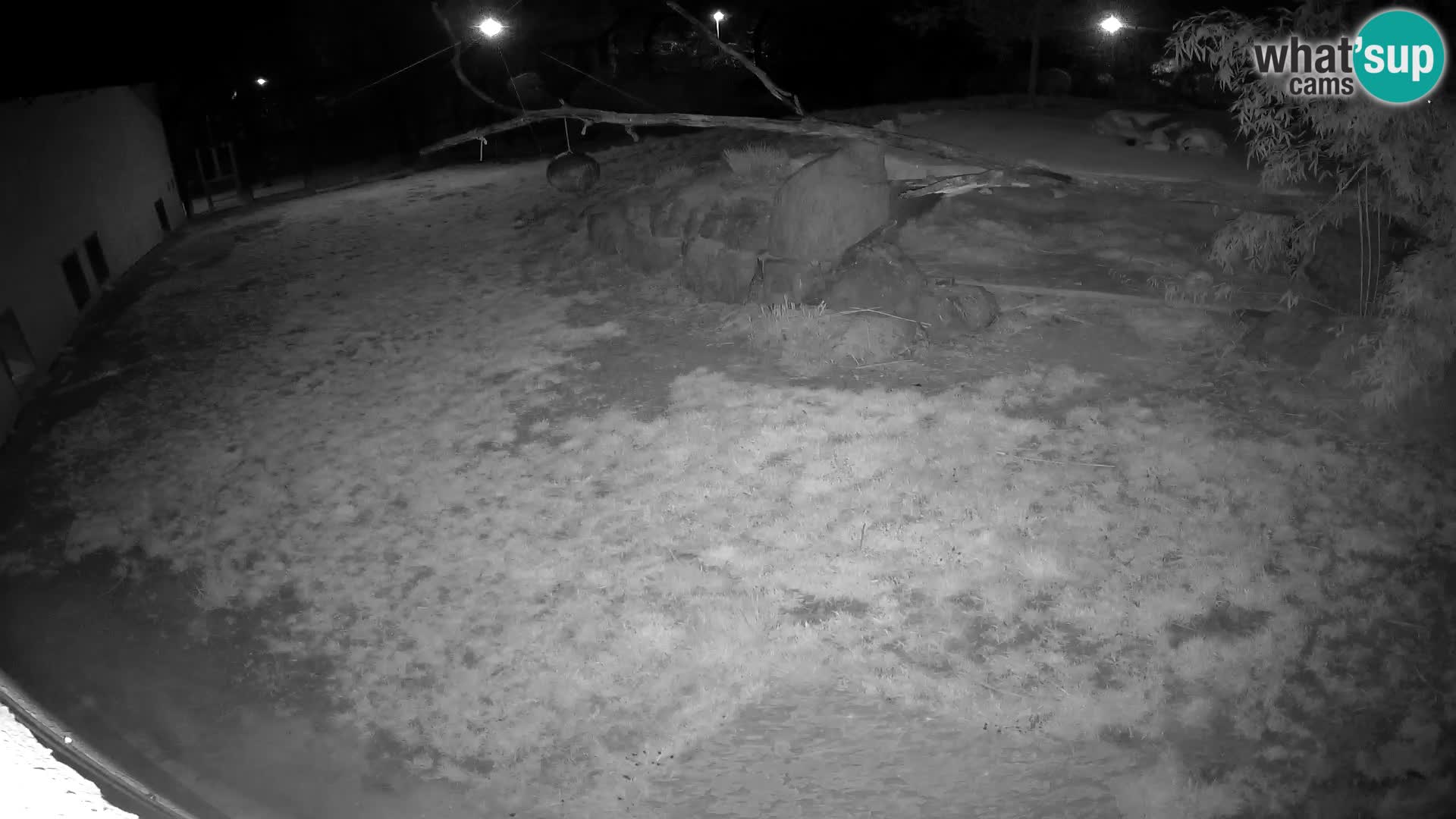 LION live Webcam in Ljubljana Zoo – Slovenia