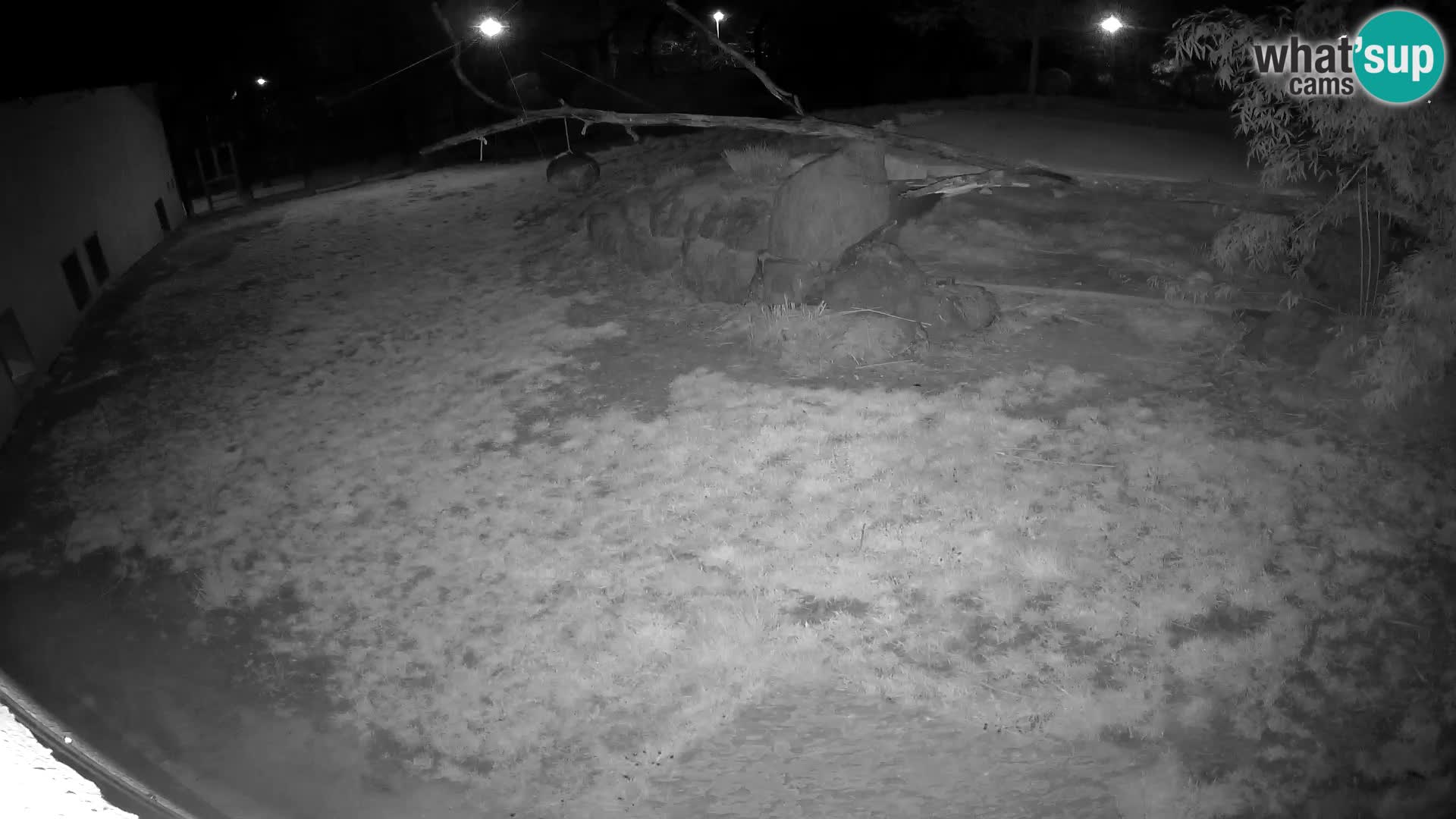 LION live Webcam in Ljubljana Zoo – Slovenia