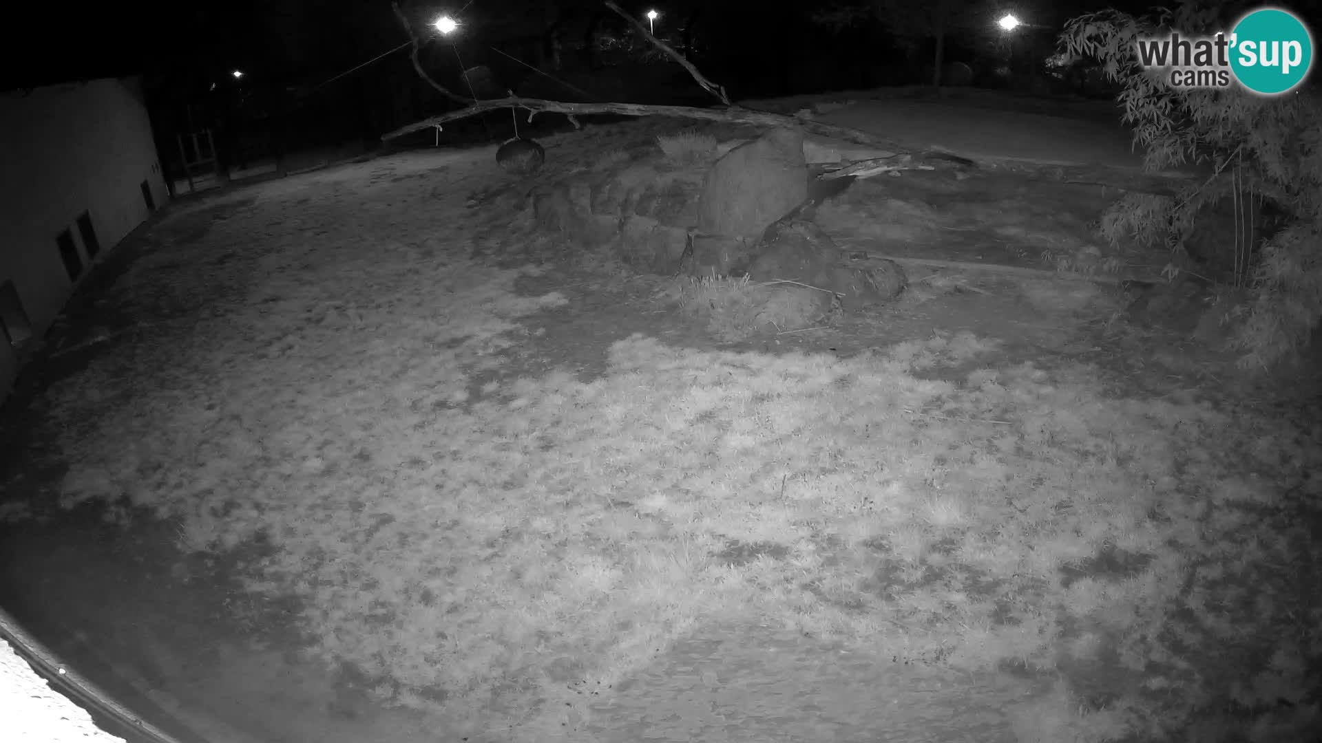 LEVI spletna kamera v živalskem vrtu Ljubljana Zoo