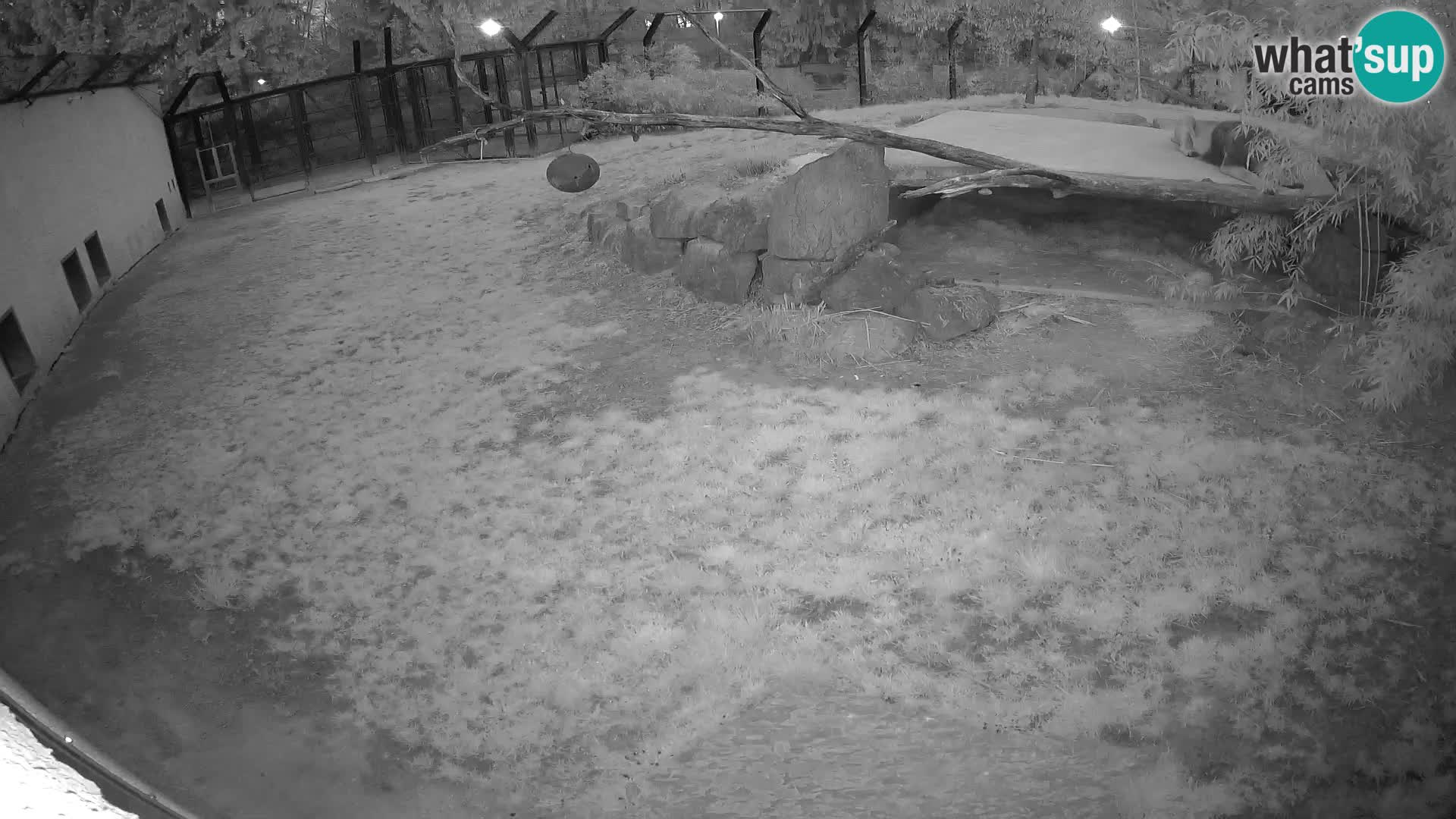 LEONE live Webcam nello zoo di Lubiana – Slovenia