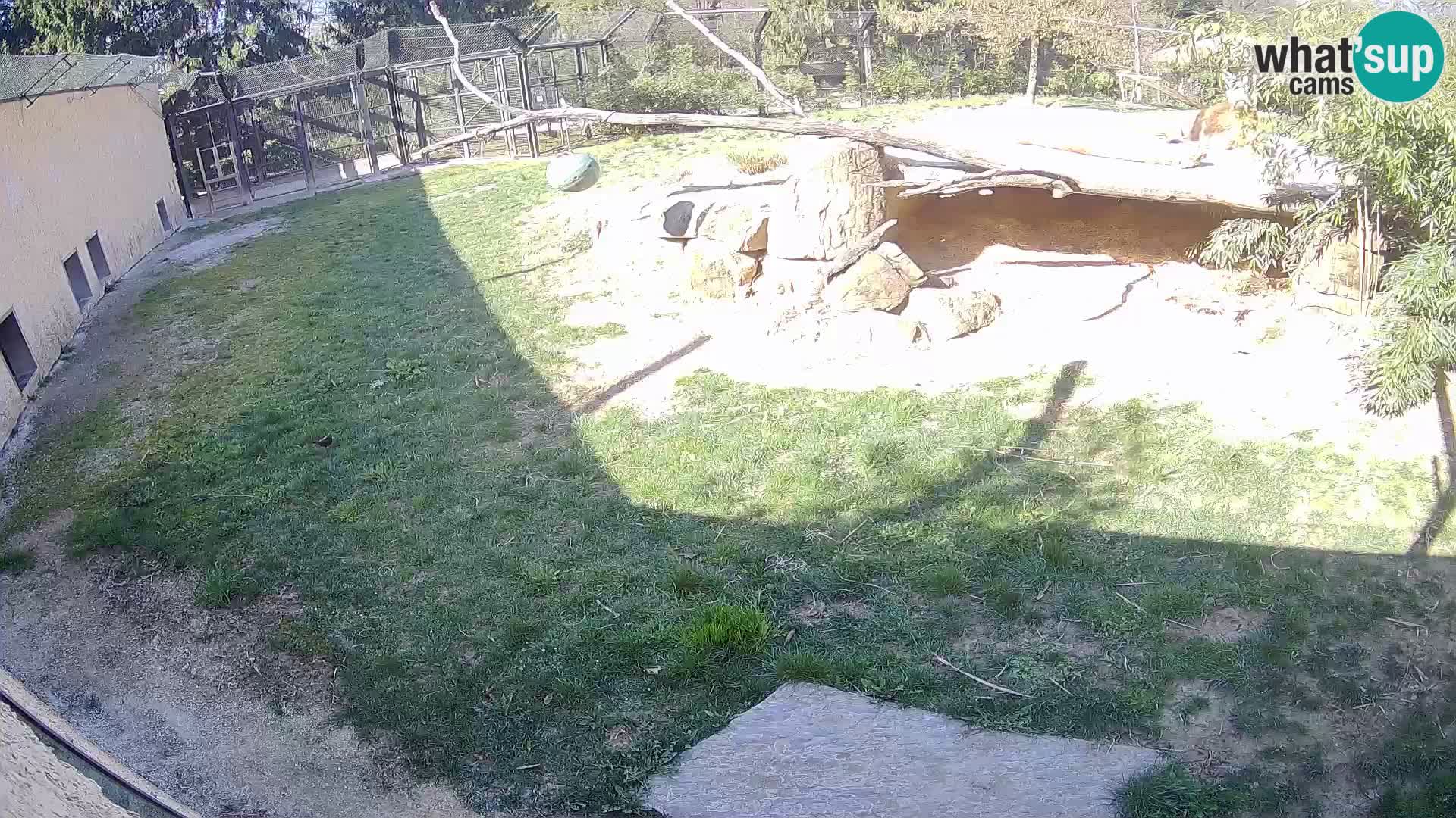 LEONE live Webcam nello zoo di Lubiana – Slovenia