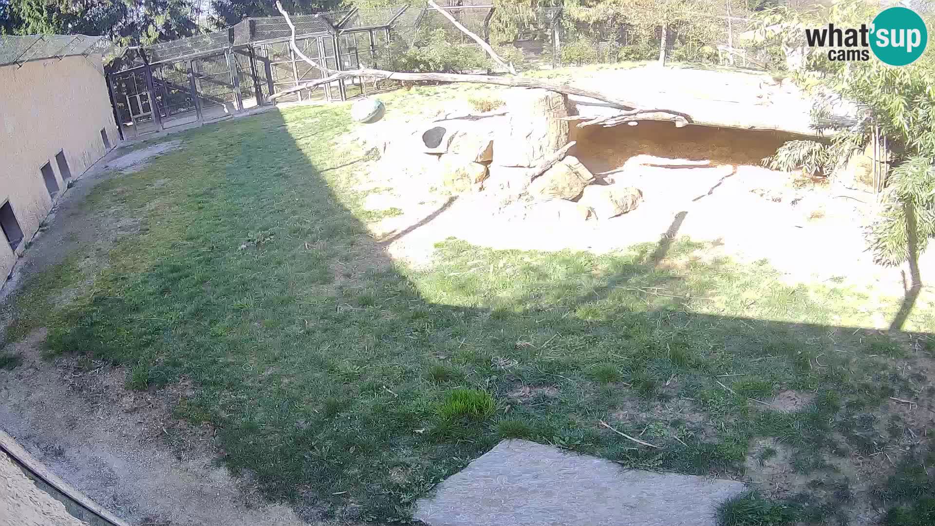Löwe live Webcam im Zoo von Ljubljana – Slowenien