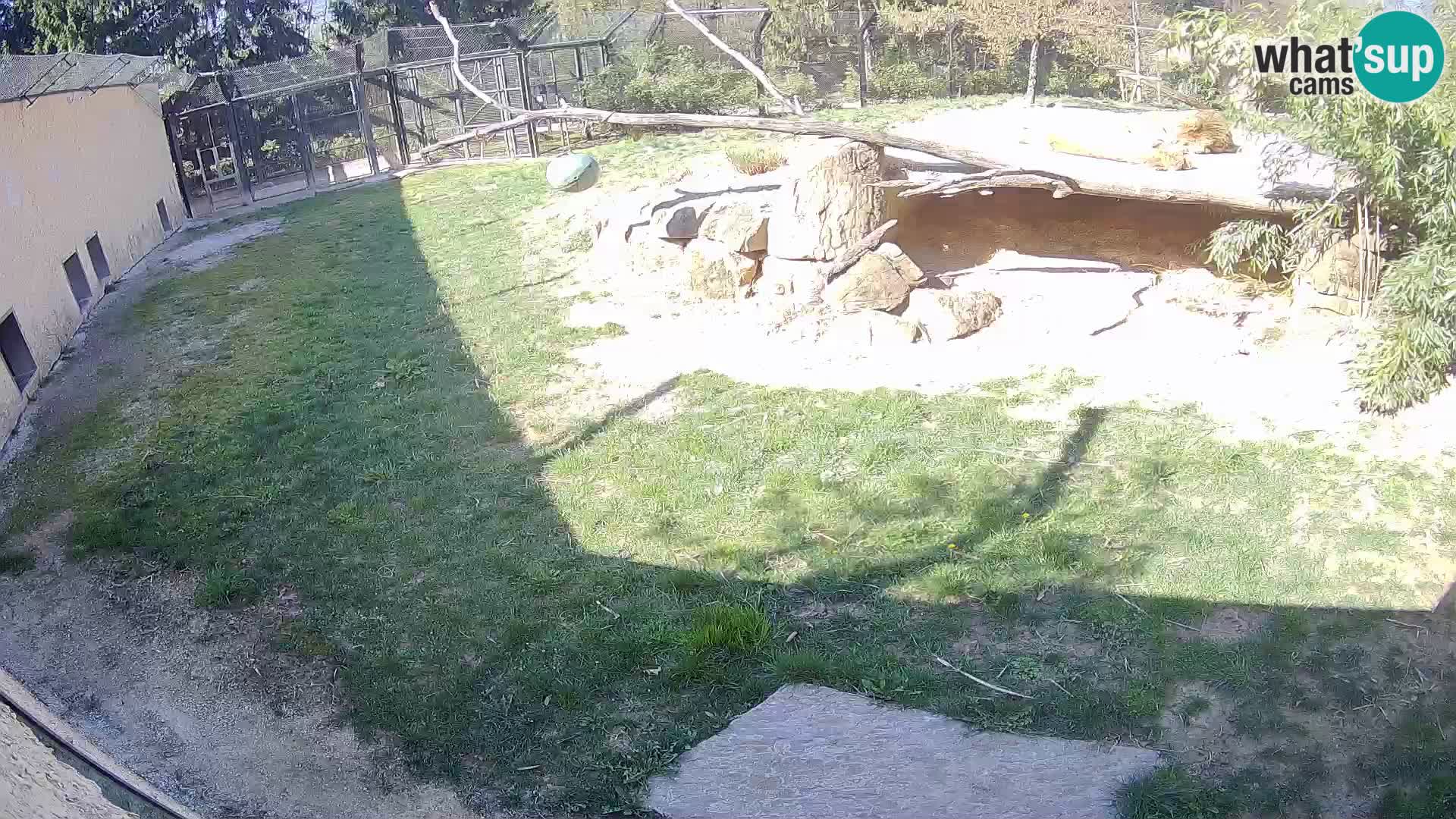 Lavovi web kamera uživo u ljubljanskom zoološkom vrtu – Slovenija