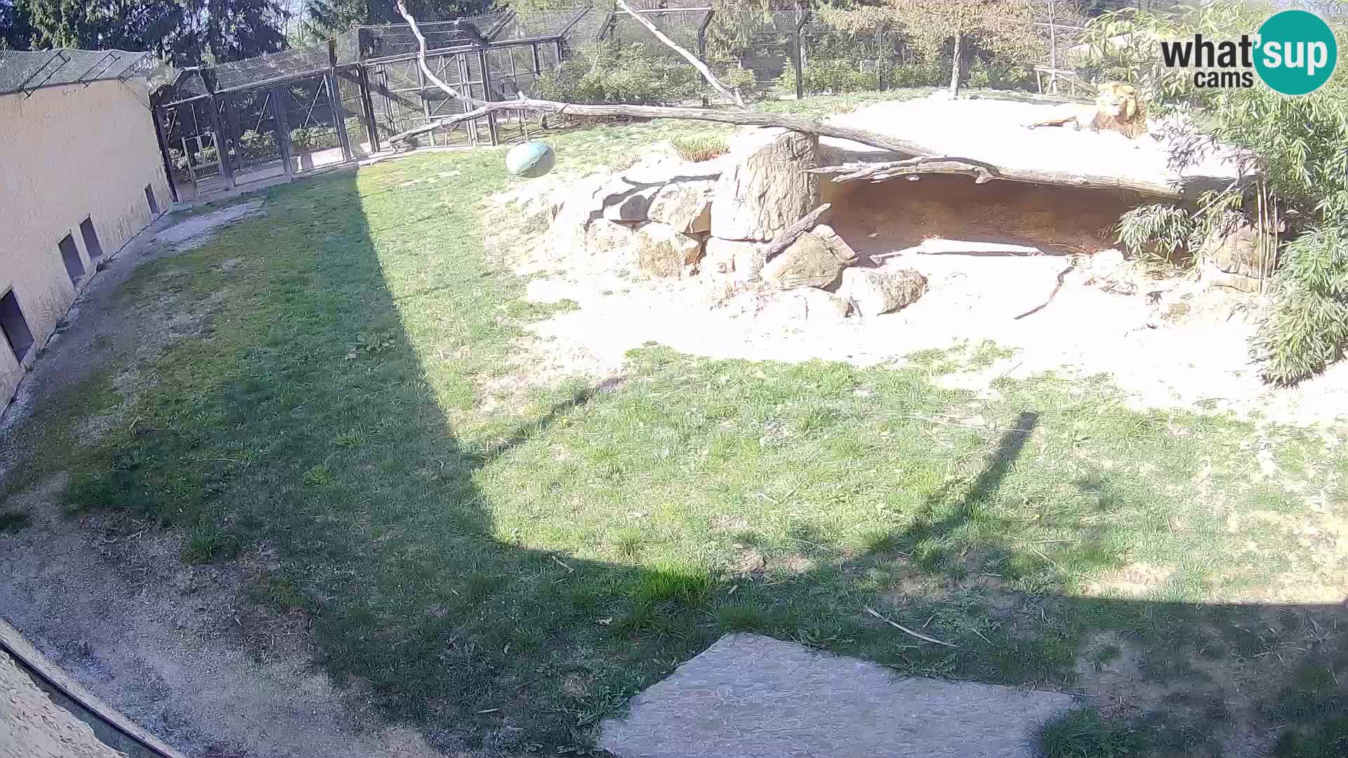 LION live Webcam in Ljubljana Zoo – Slovenia