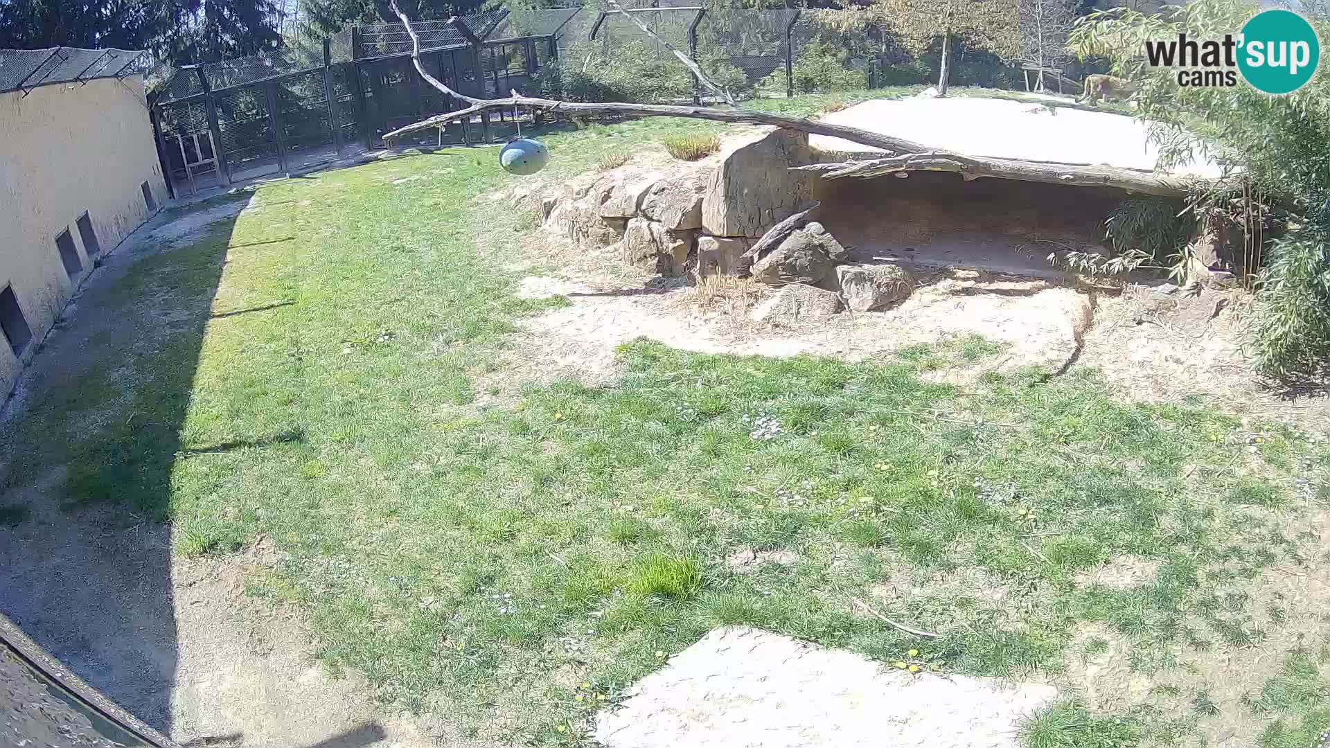 LEVI spletna kamera v živalskem vrtu Ljubljana Zoo