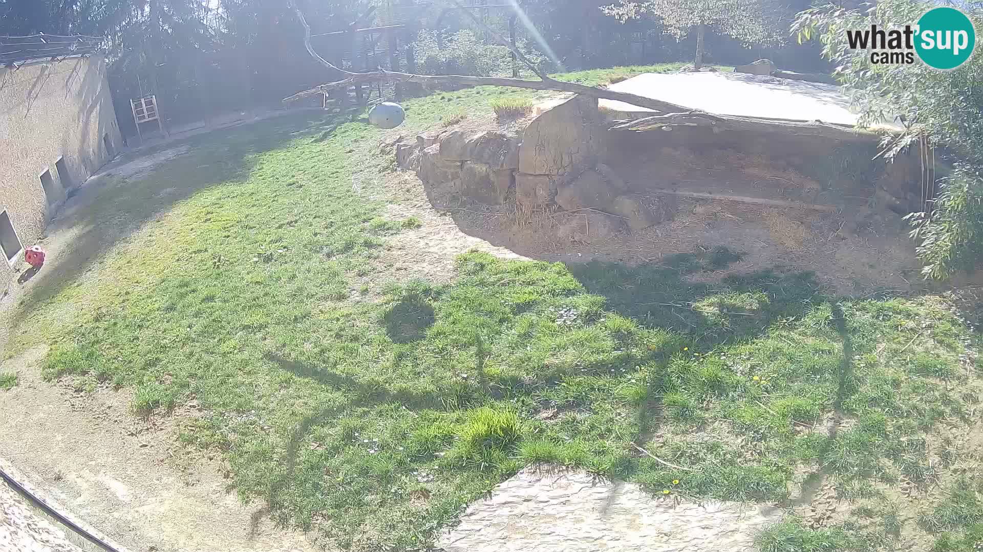 LEONE live Webcam nello zoo di Lubiana – Slovenia