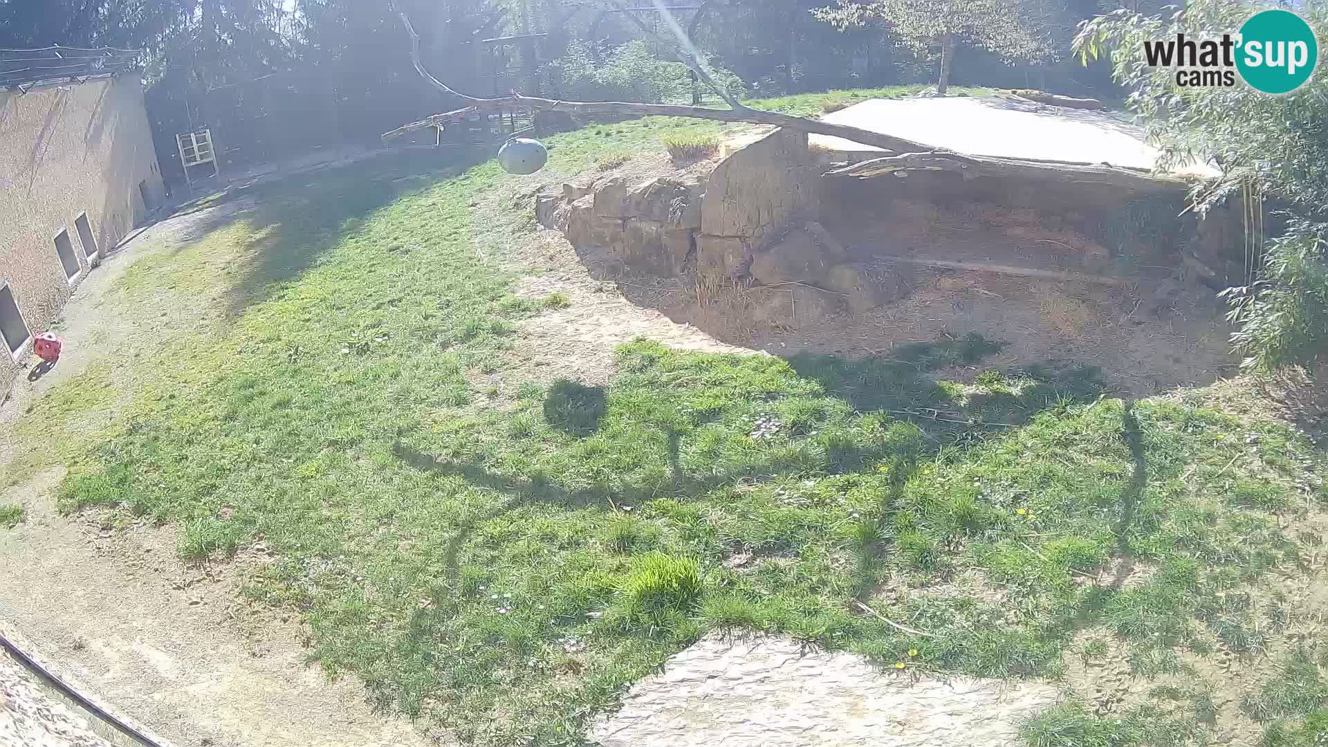 LEON Webcam en vivo en Ljubljana Zoo – Eslovenia