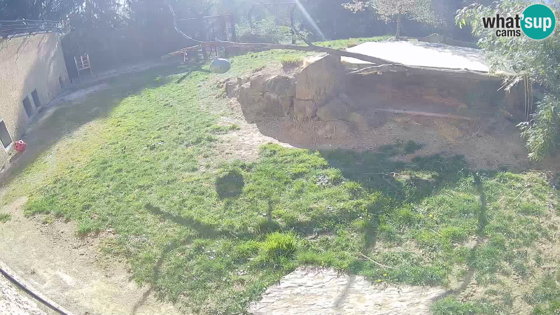 Lavovi web kamera uživo u ljubljanskom zoološkom vrtu – Slovenija