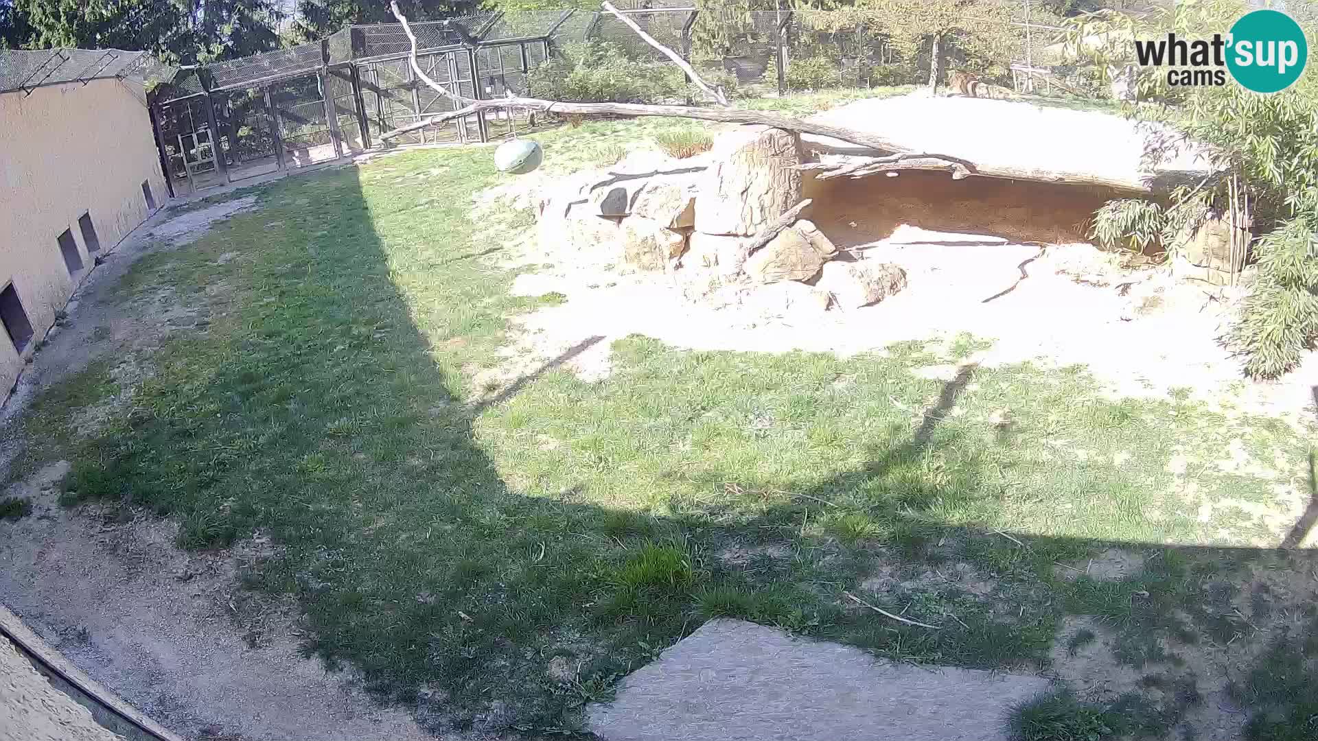 Lavovi web kamera uživo u ljubljanskom zoološkom vrtu – Slovenija