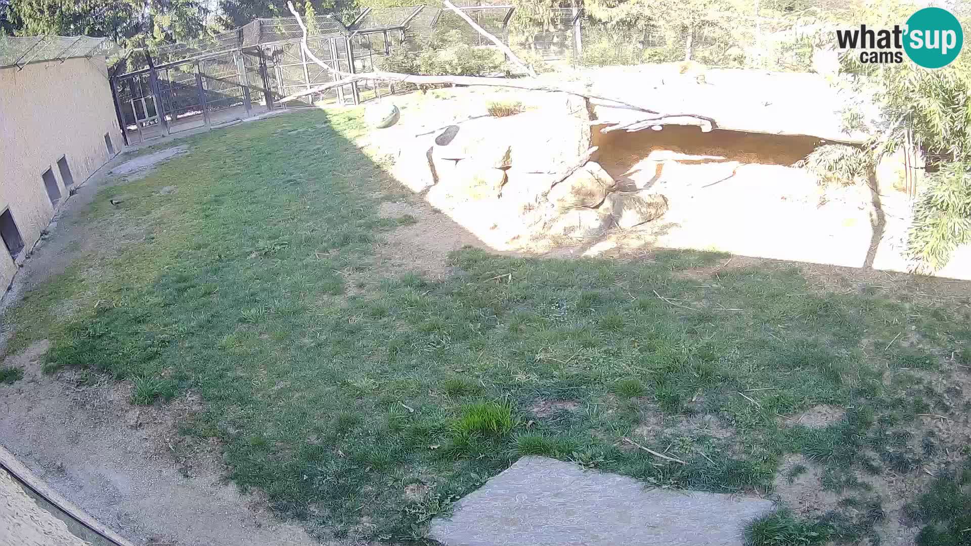 LION webcam en direct du zoo de Ljubljana – Slovénie